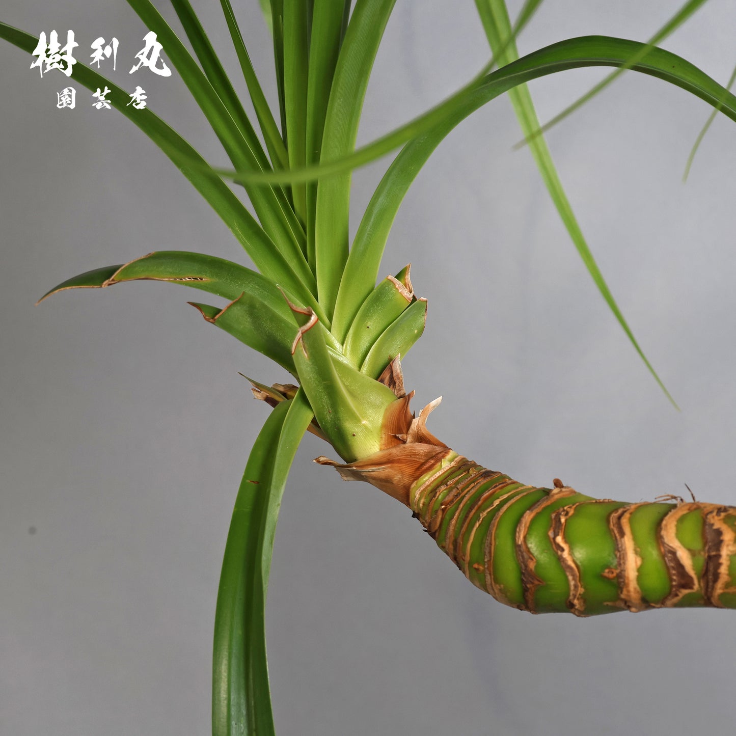 揺れながら、軸は太く - タコの木