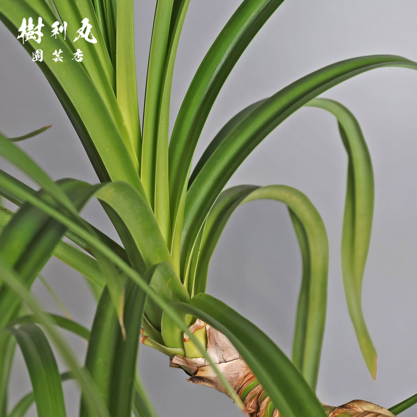 揺れながら、軸は太く - タコの木