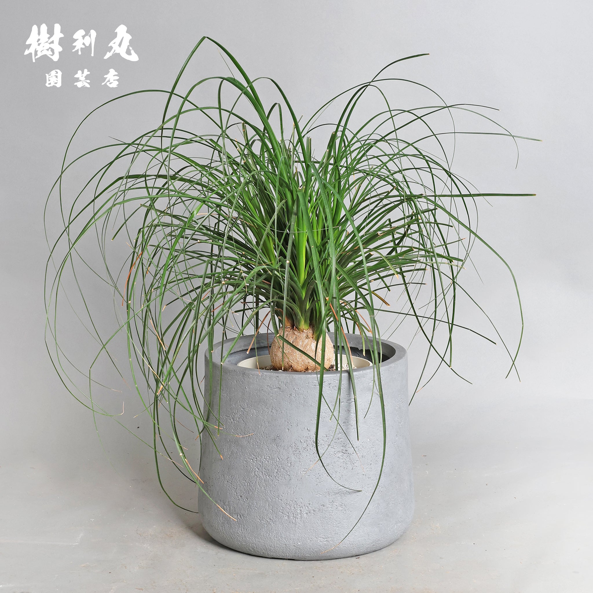 トックリラン – 樹利丸 園芸店