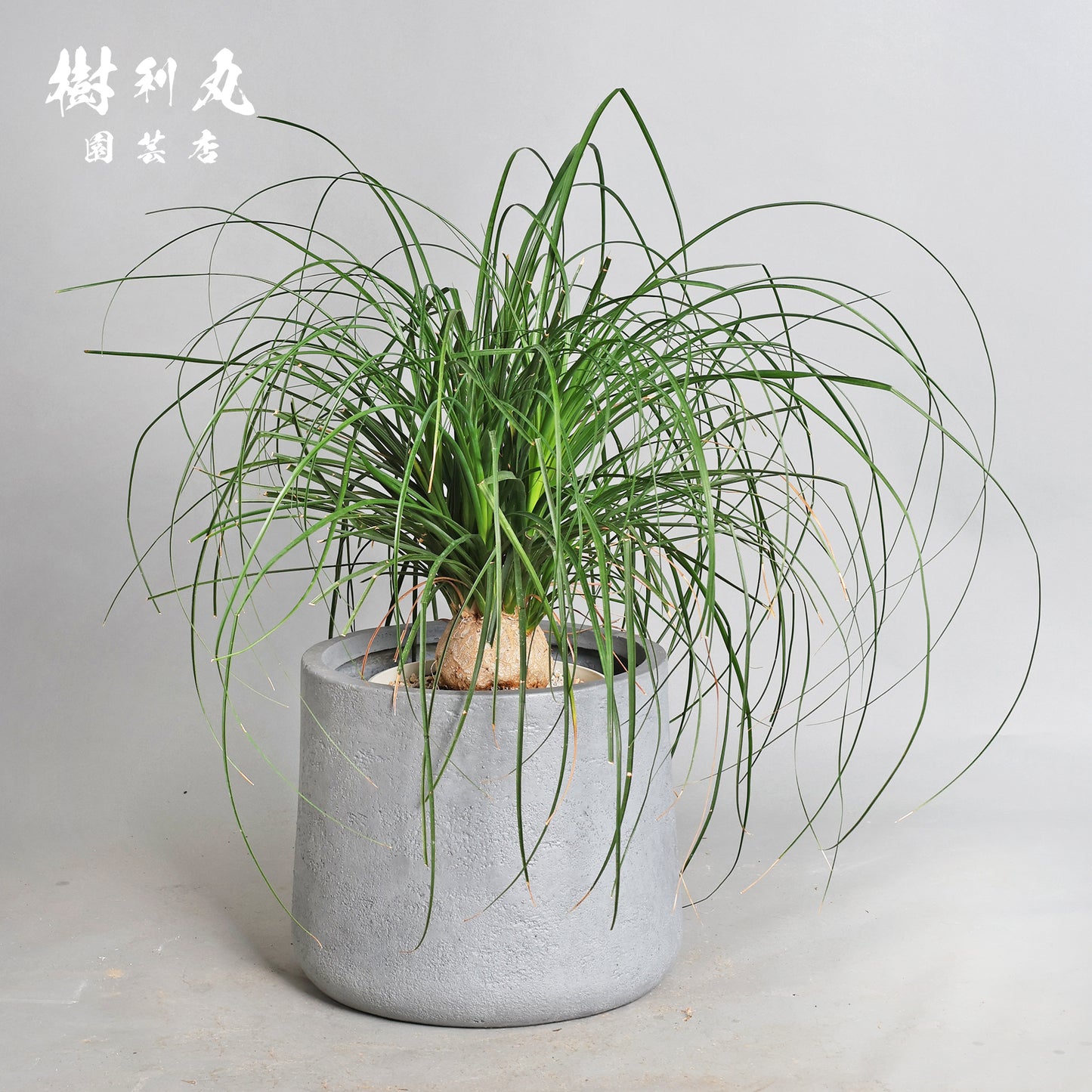 沈黙が、強さを養う - トックリラン