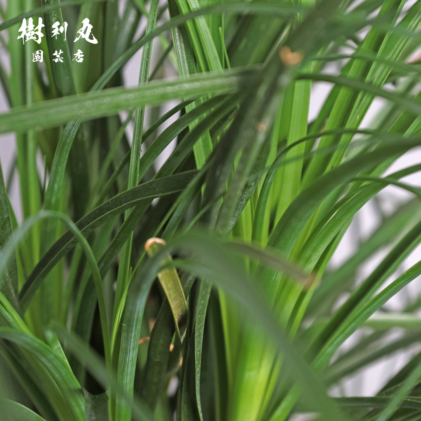 沈黙が、強さを養う - トックリラン