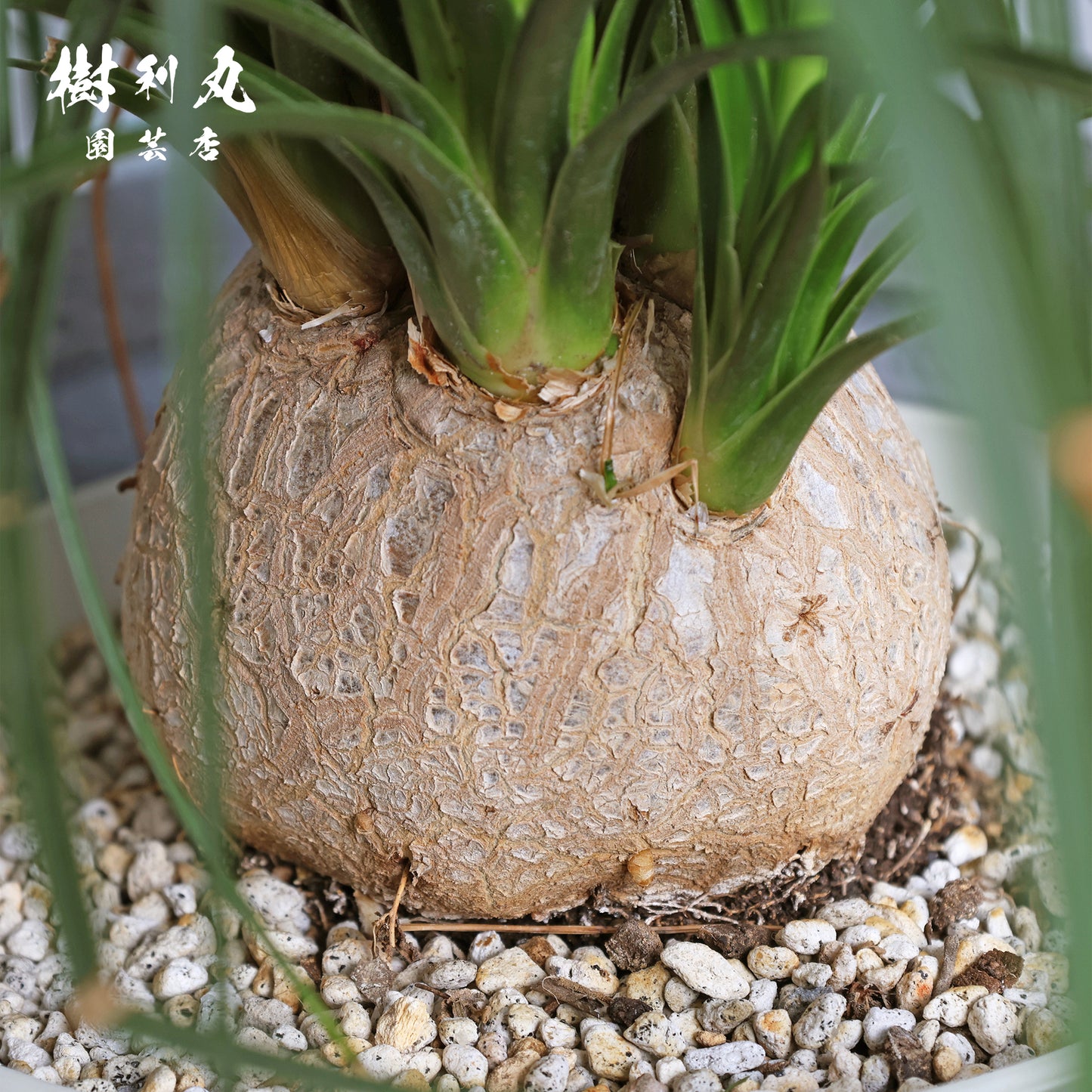 沈黙が、強さを養う - トックリラン