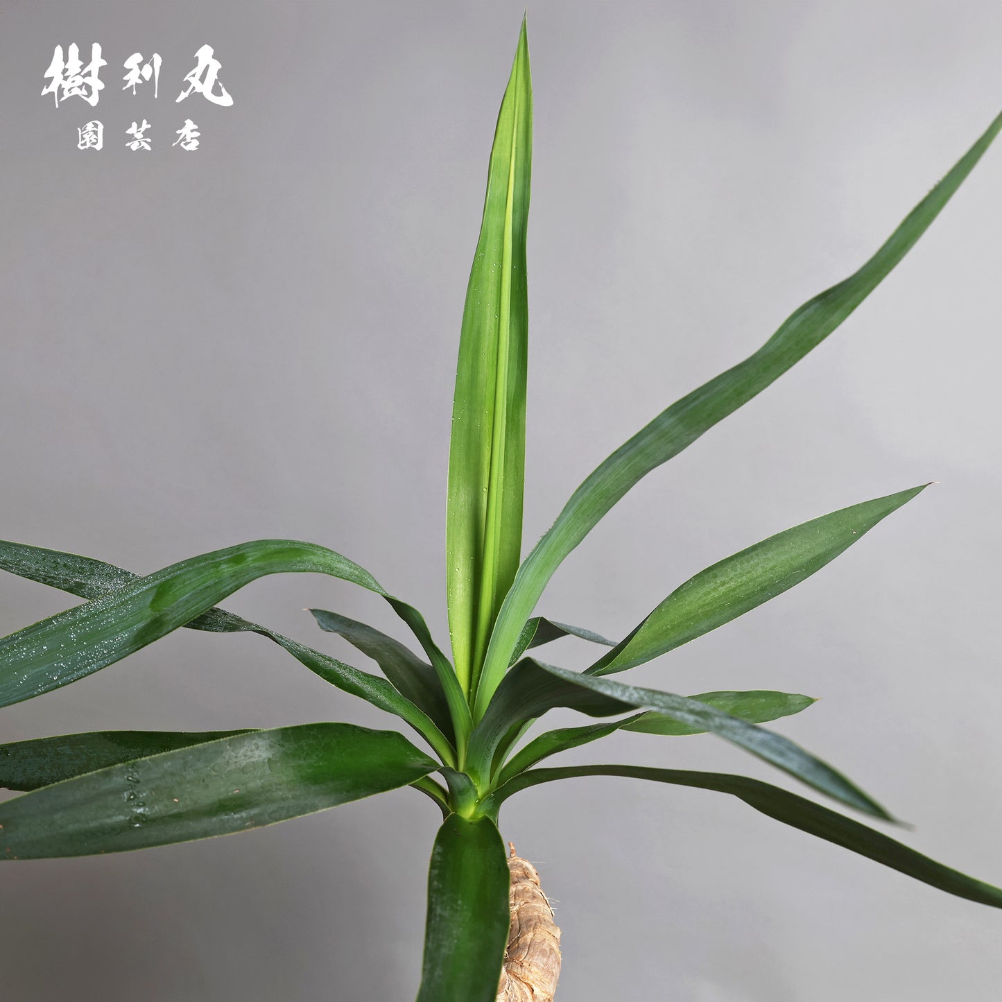 荒野に立ちて、凛と - ユッカ