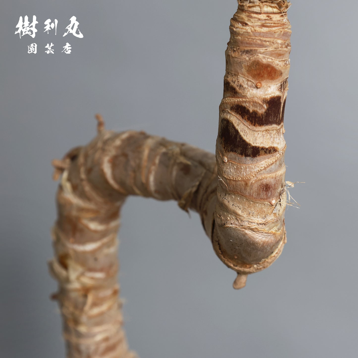 荒野に立ちて、凛と - ユッカ