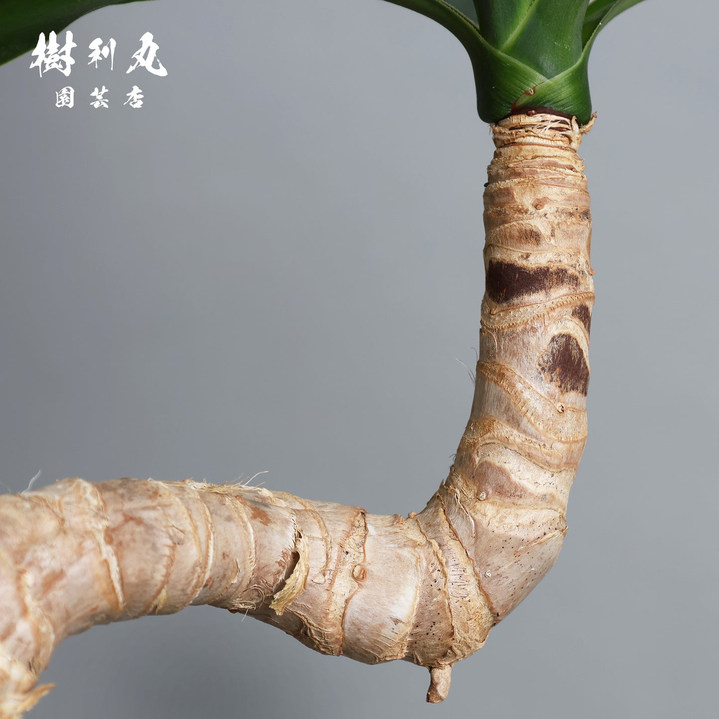 荒野に立ちて、凛と - ユッカ