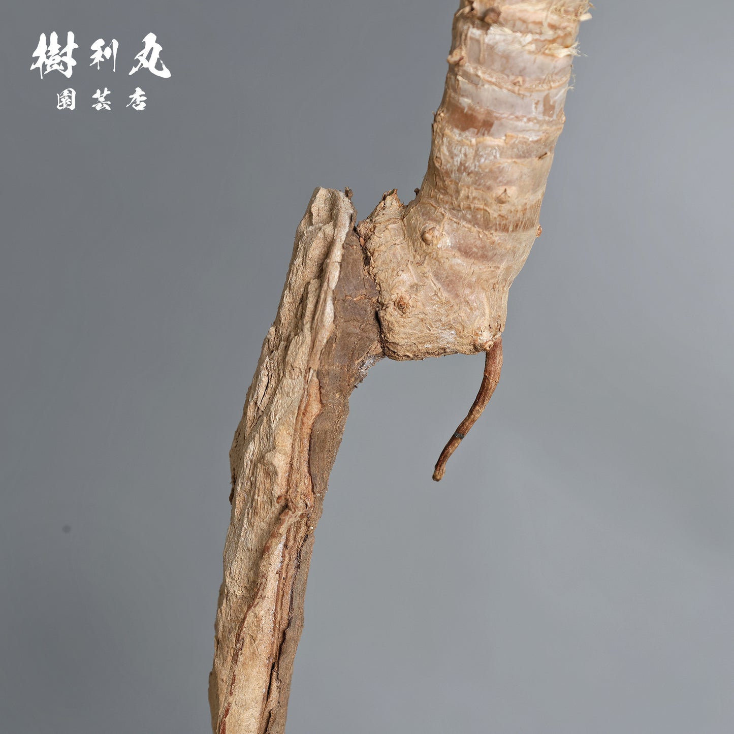 荒野に立ちて、凛と - ユッカ