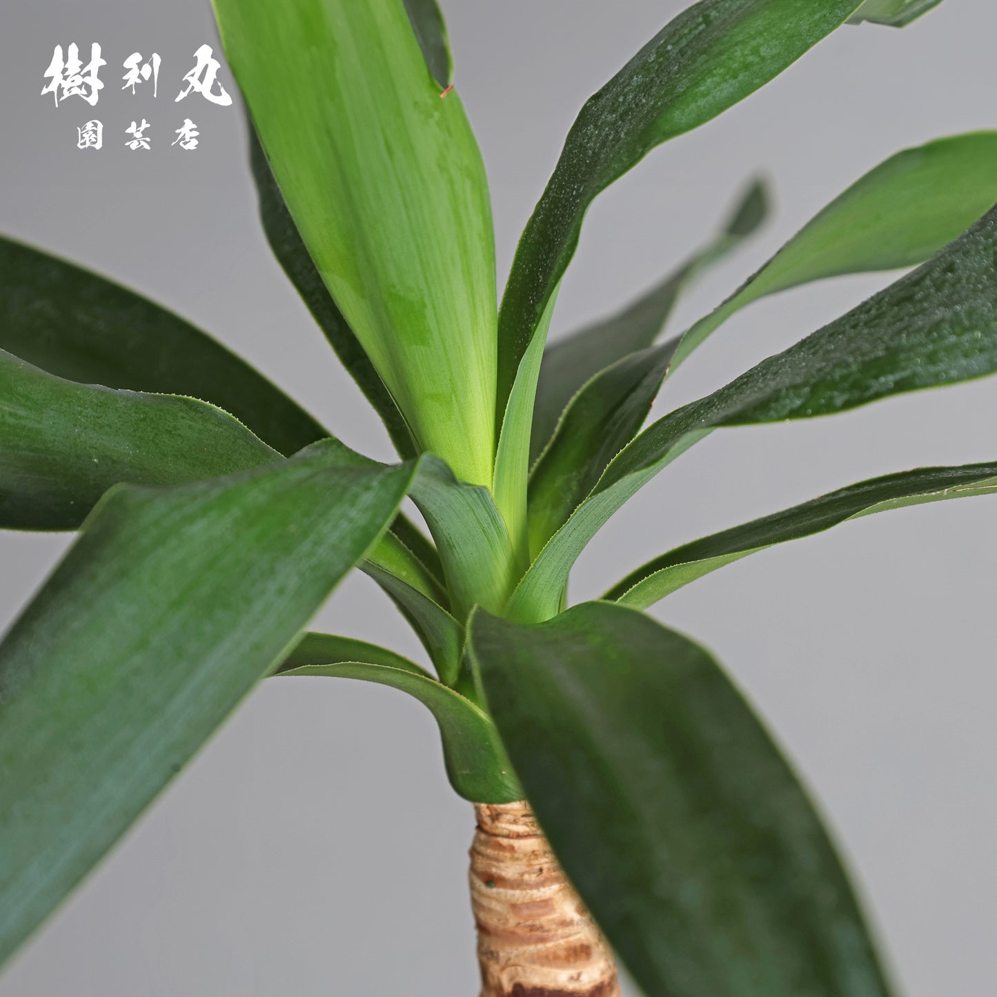 荒野に立ちて、凛と - ユッカ