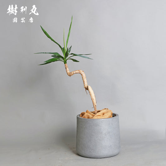 荒野に立ちて、凛と - ユッカ