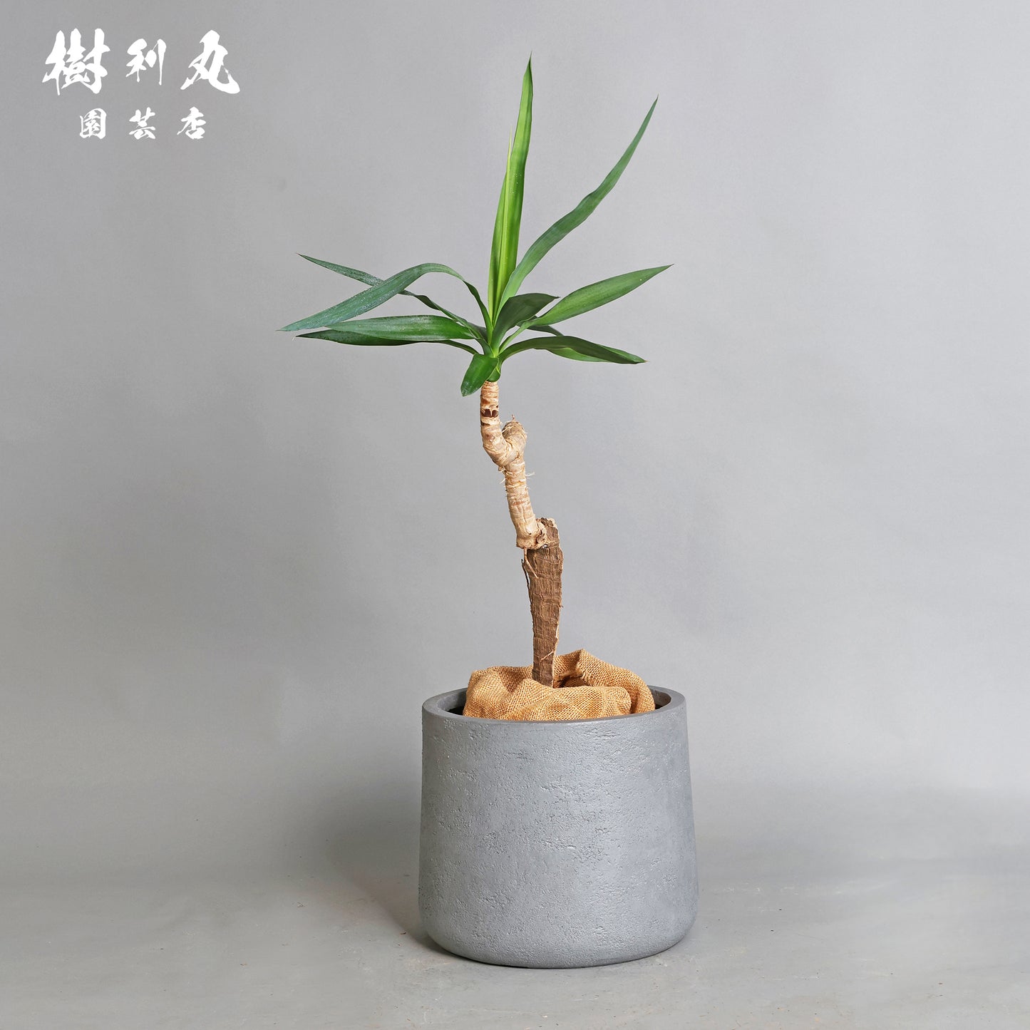 荒野に立ちて、凛と - ユッカ