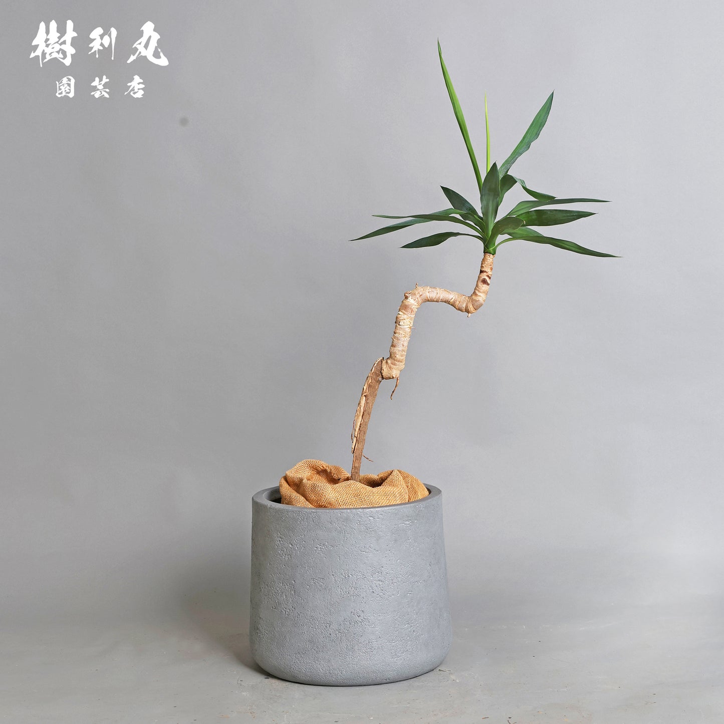 荒野に立ちて、凛と - ユッカ