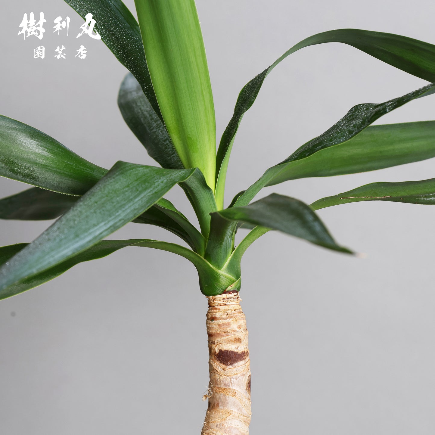 荒野に立ちて、凛と - ユッカ