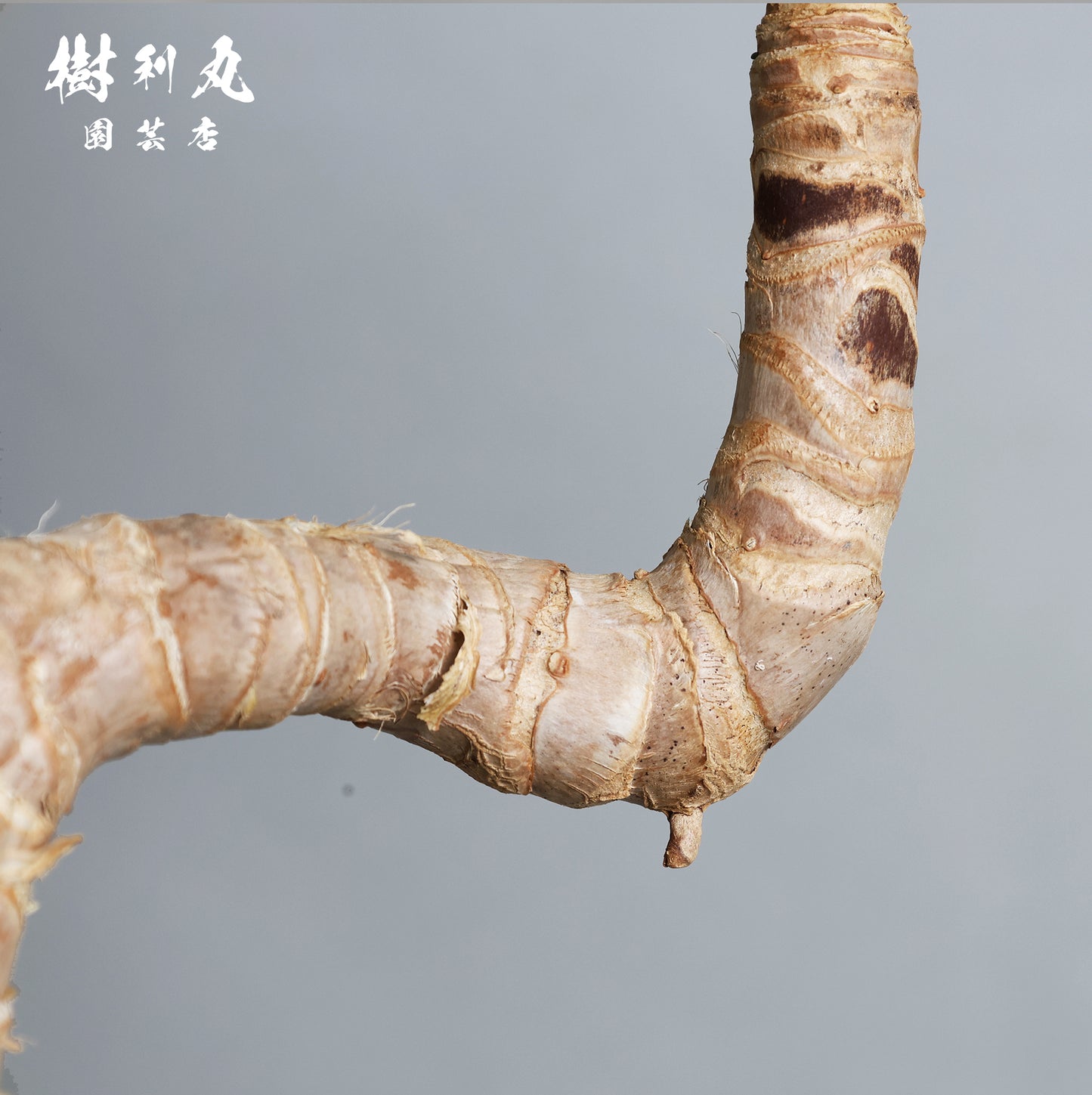 荒野に立ちて、凛と - ユッカ