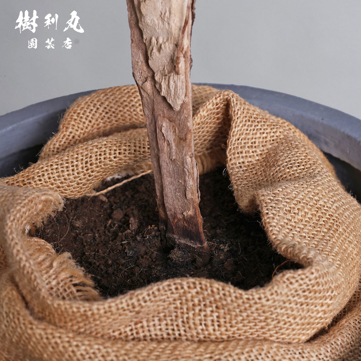 荒野に立ちて、凛と - ユッカ