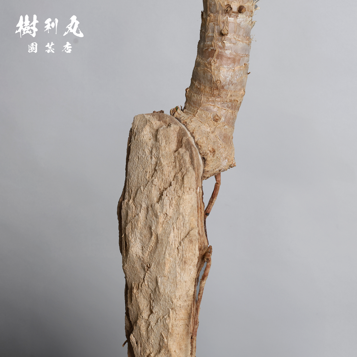 荒野に立ちて、凛と - ユッカ