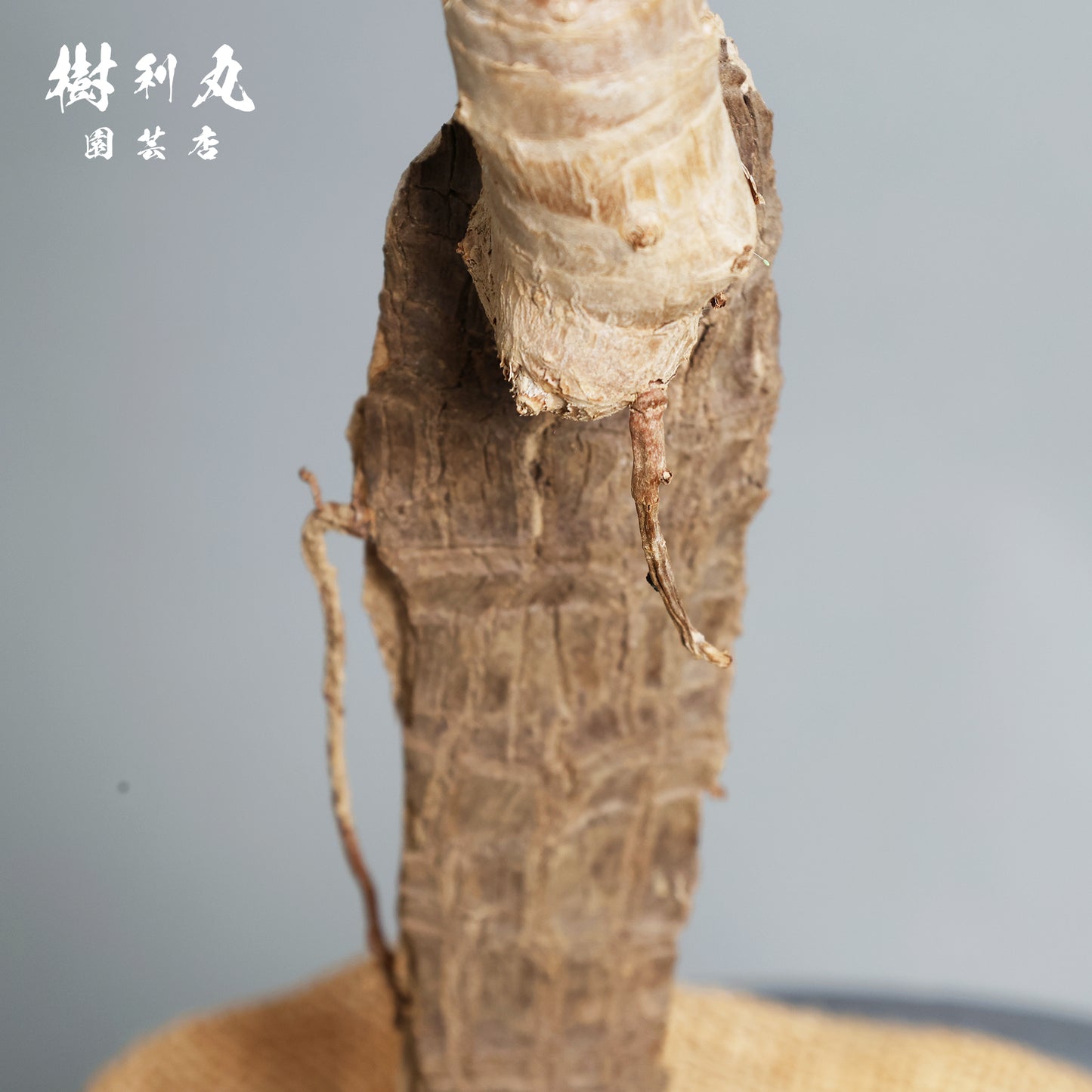 荒野に立ちて、凛と - ユッカ