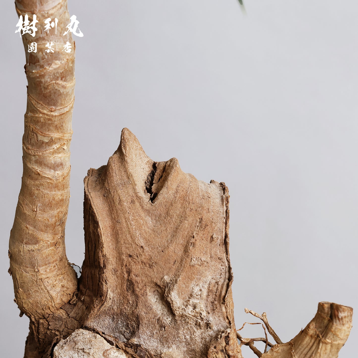 静けさの中に、刃を研ぐ - ユッカ