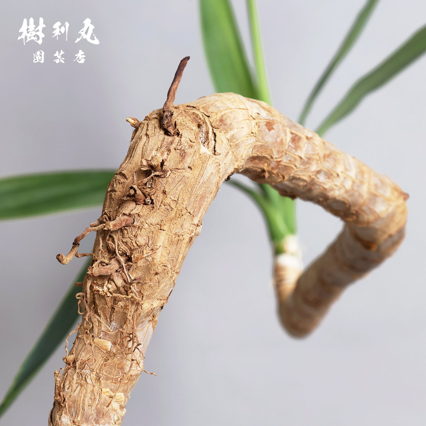 静けさの中に、刃を研ぐ - ユッカ