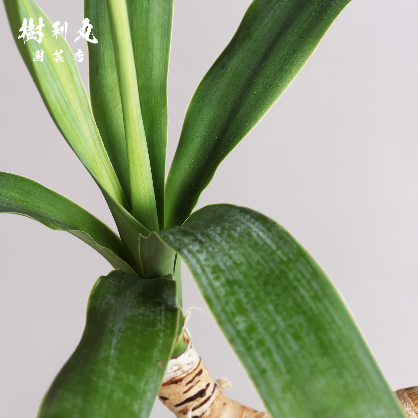 静けさの中に、刃を研ぐ - ユッカ