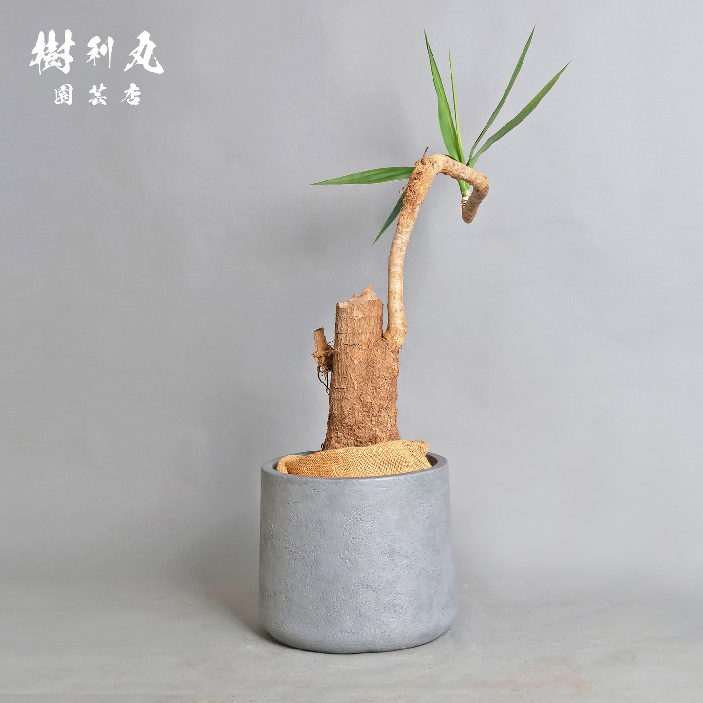 静けさの中に、刃を研ぐ - ユッカ