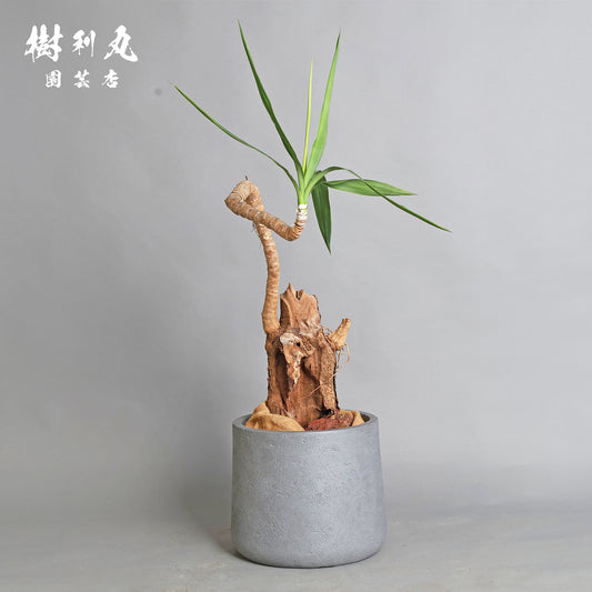 静けさの中に、刃を研ぐ - ユッカ