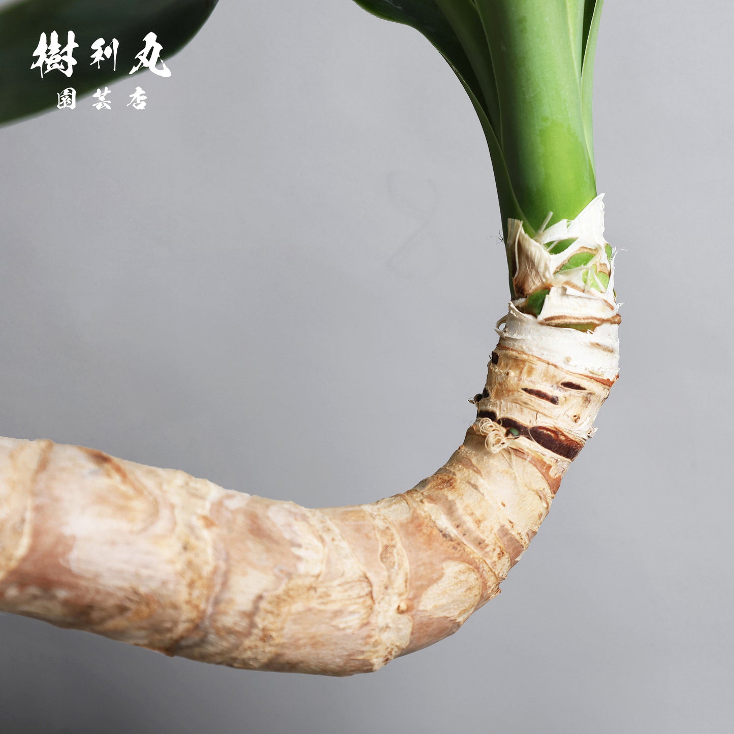 静けさの中に、刃を研ぐ - ユッカ