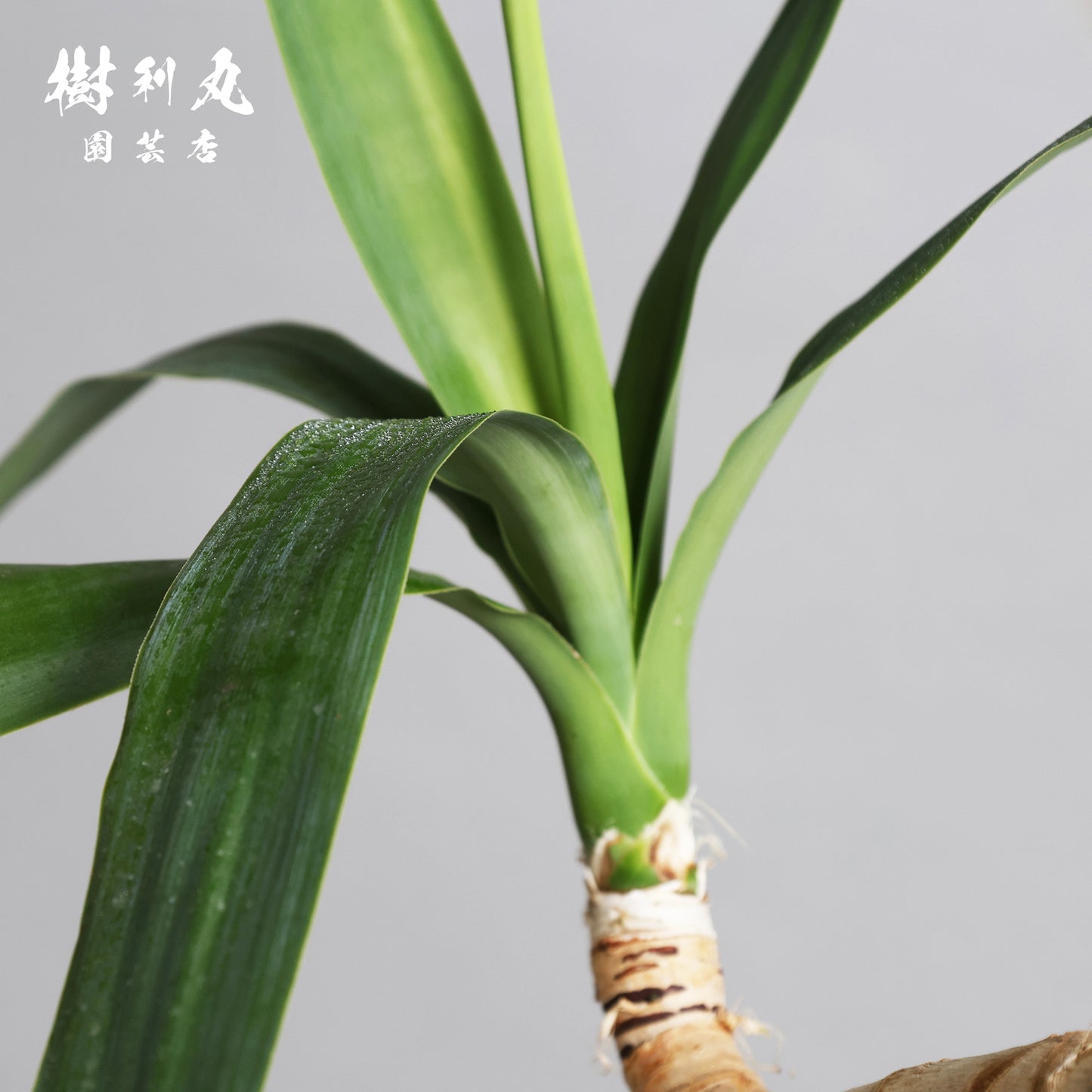 静けさの中に、刃を研ぐ - ユッカ