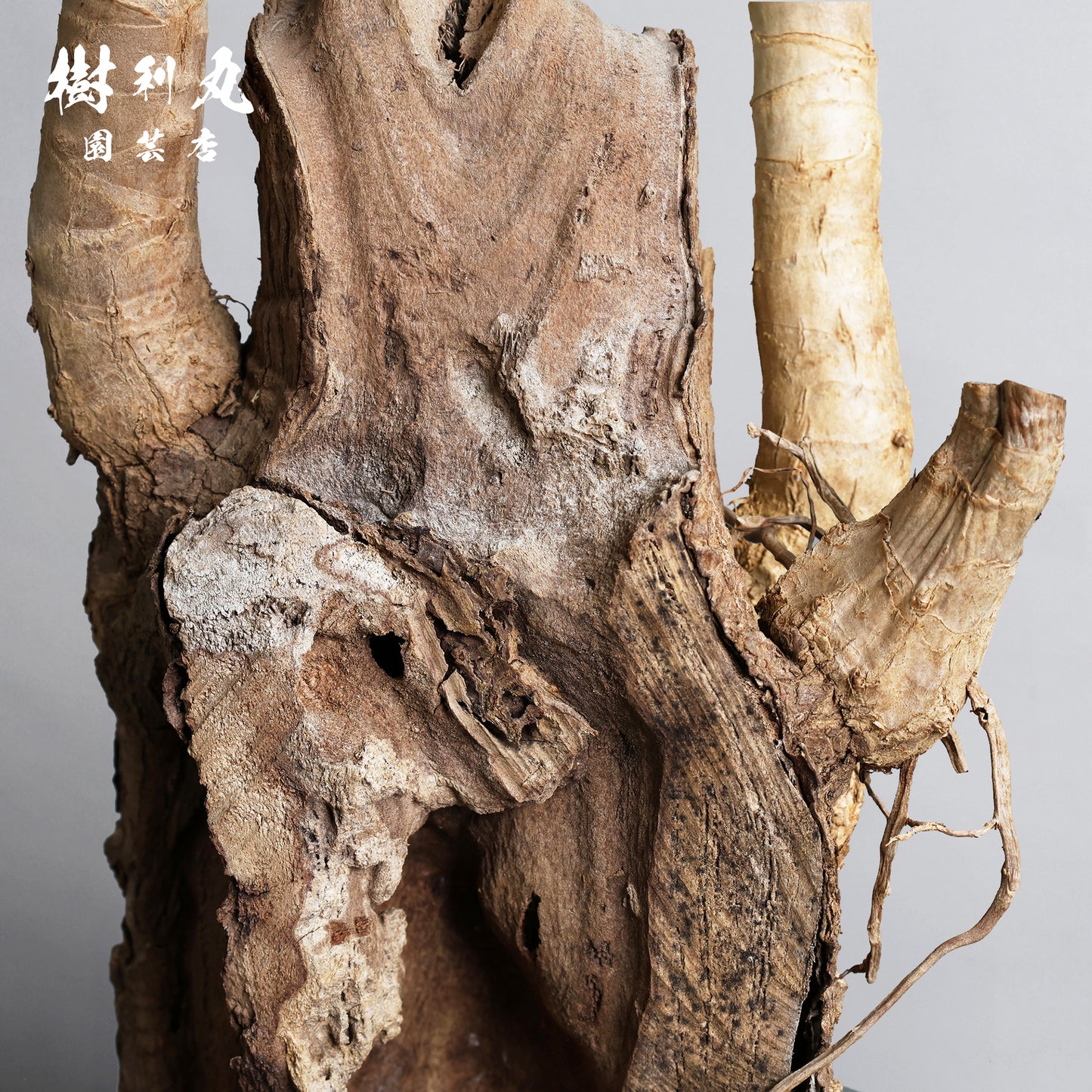 静けさの中に、刃を研ぐ - ユッカ