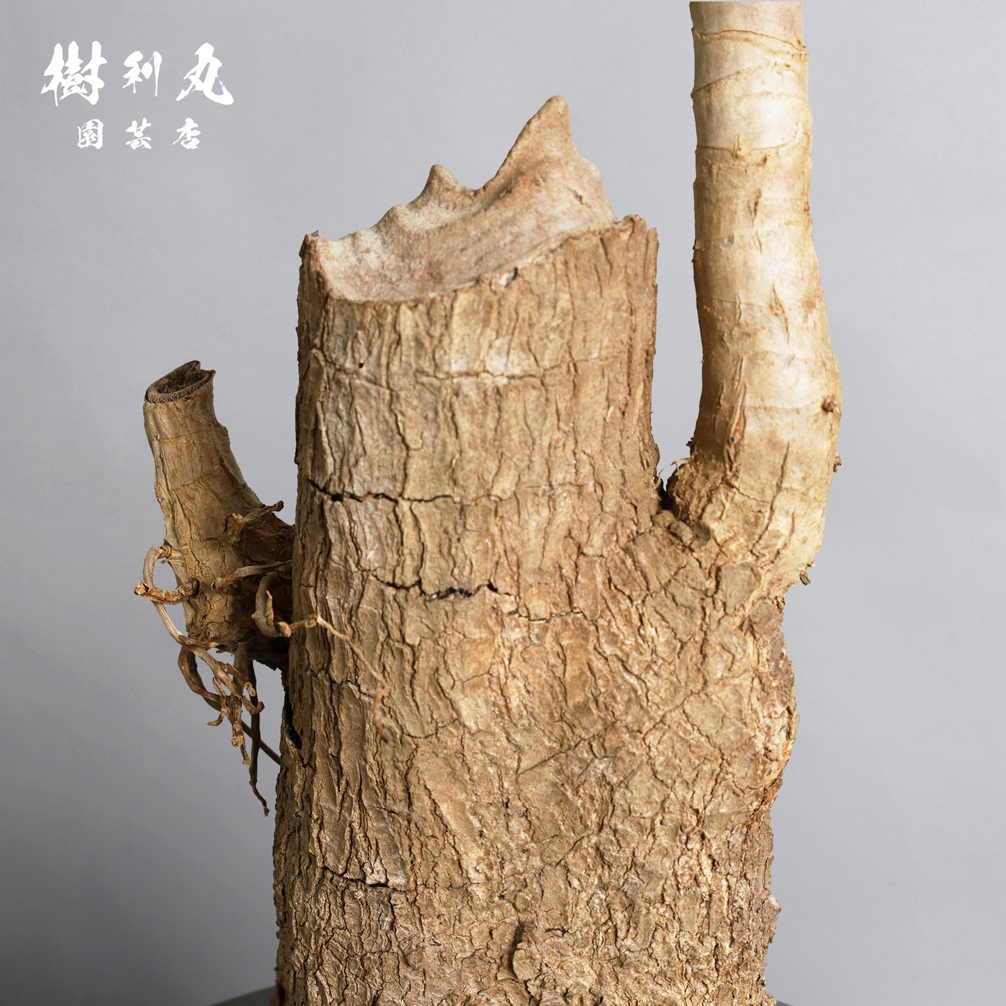 静けさの中に、刃を研ぐ - ユッカ