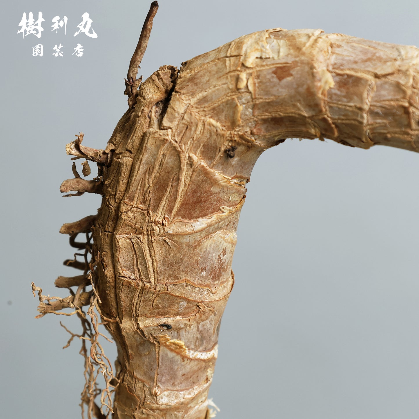 静けさの中に、刃を研ぐ - ユッカ