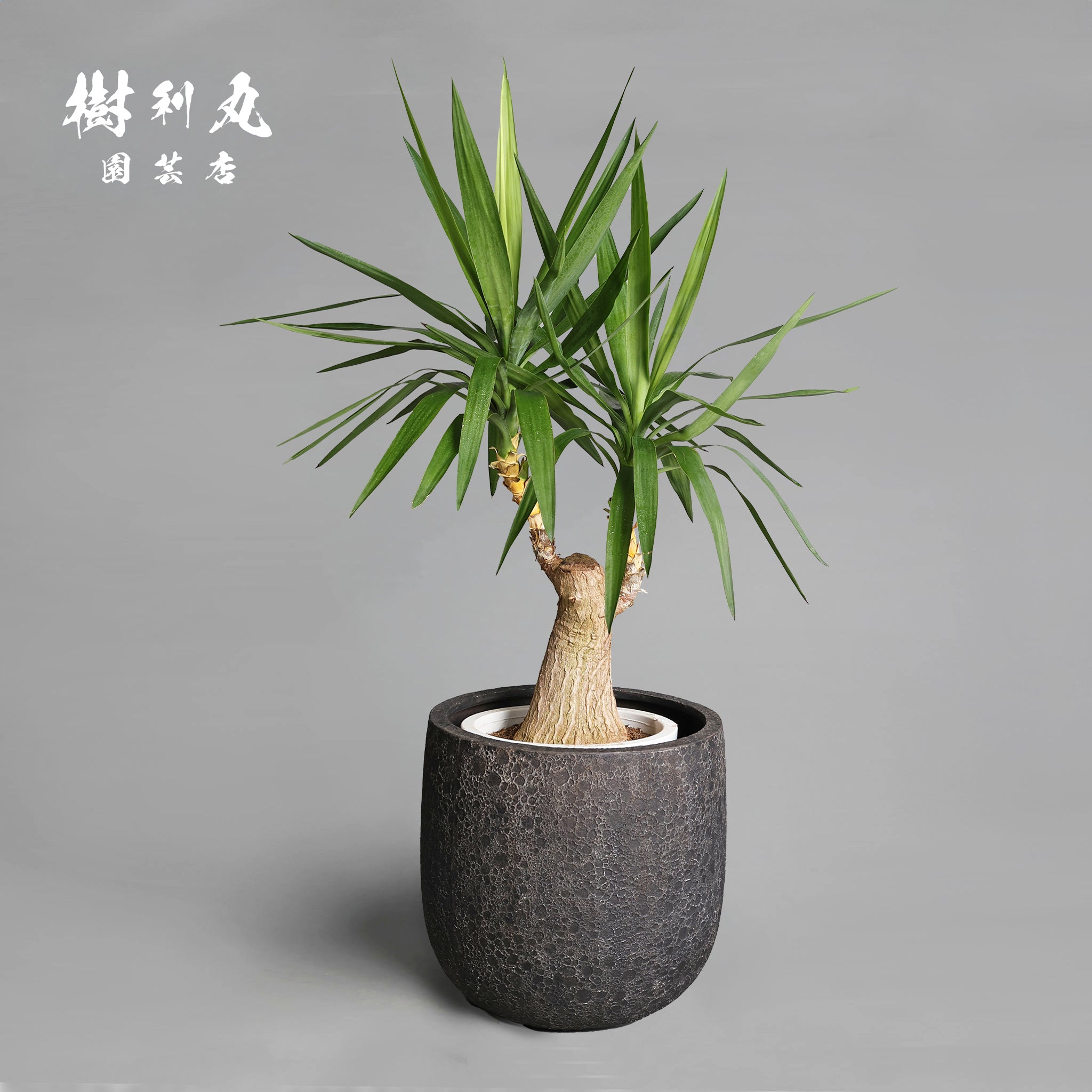 ユッカ – 樹利丸 園芸店