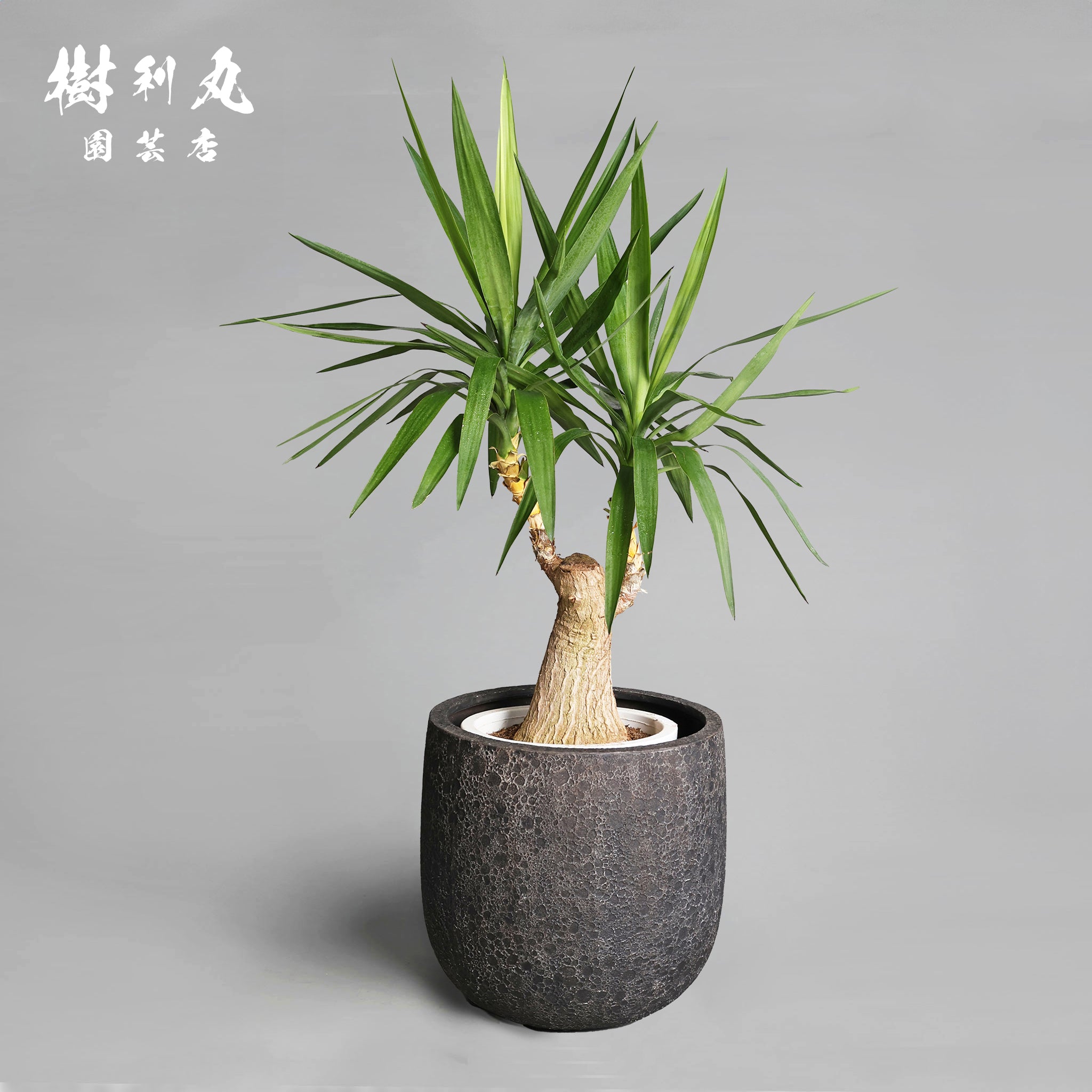 ユッカ – 樹利丸 園芸店