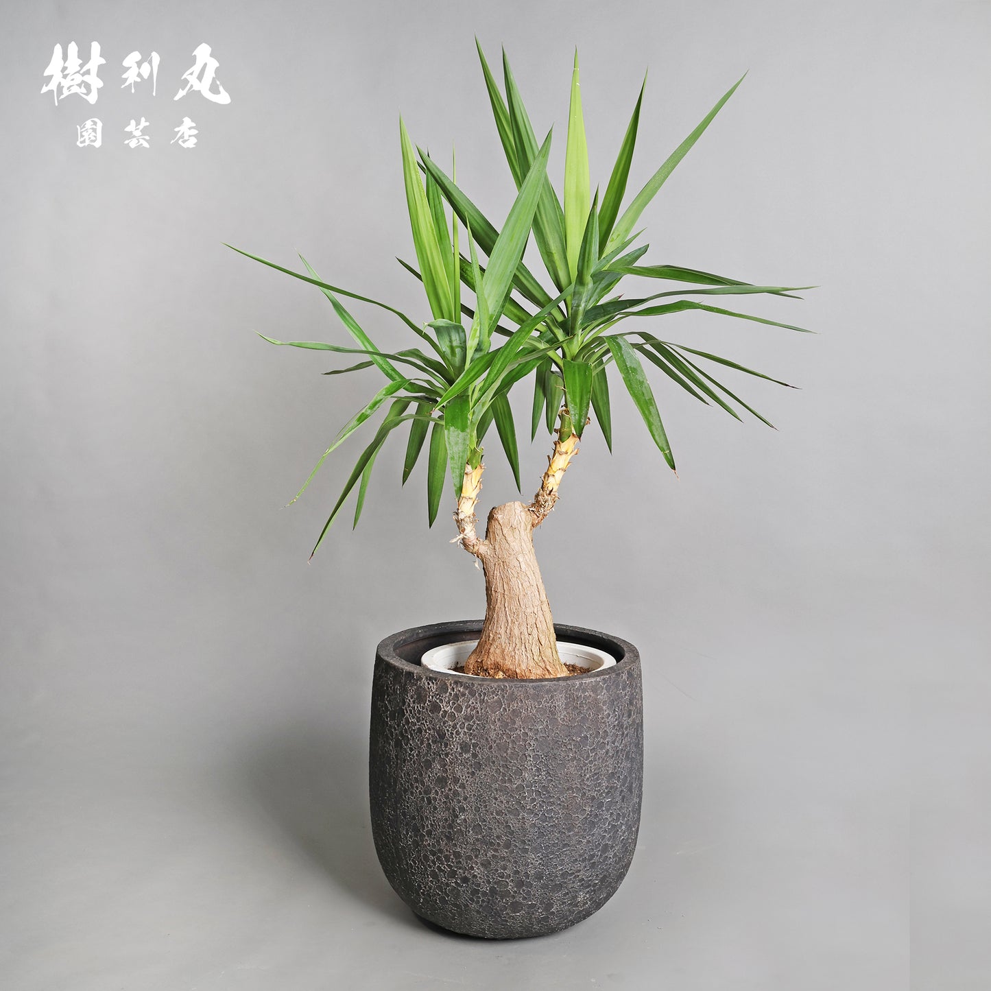 強く、簡素であれ - ユッカ