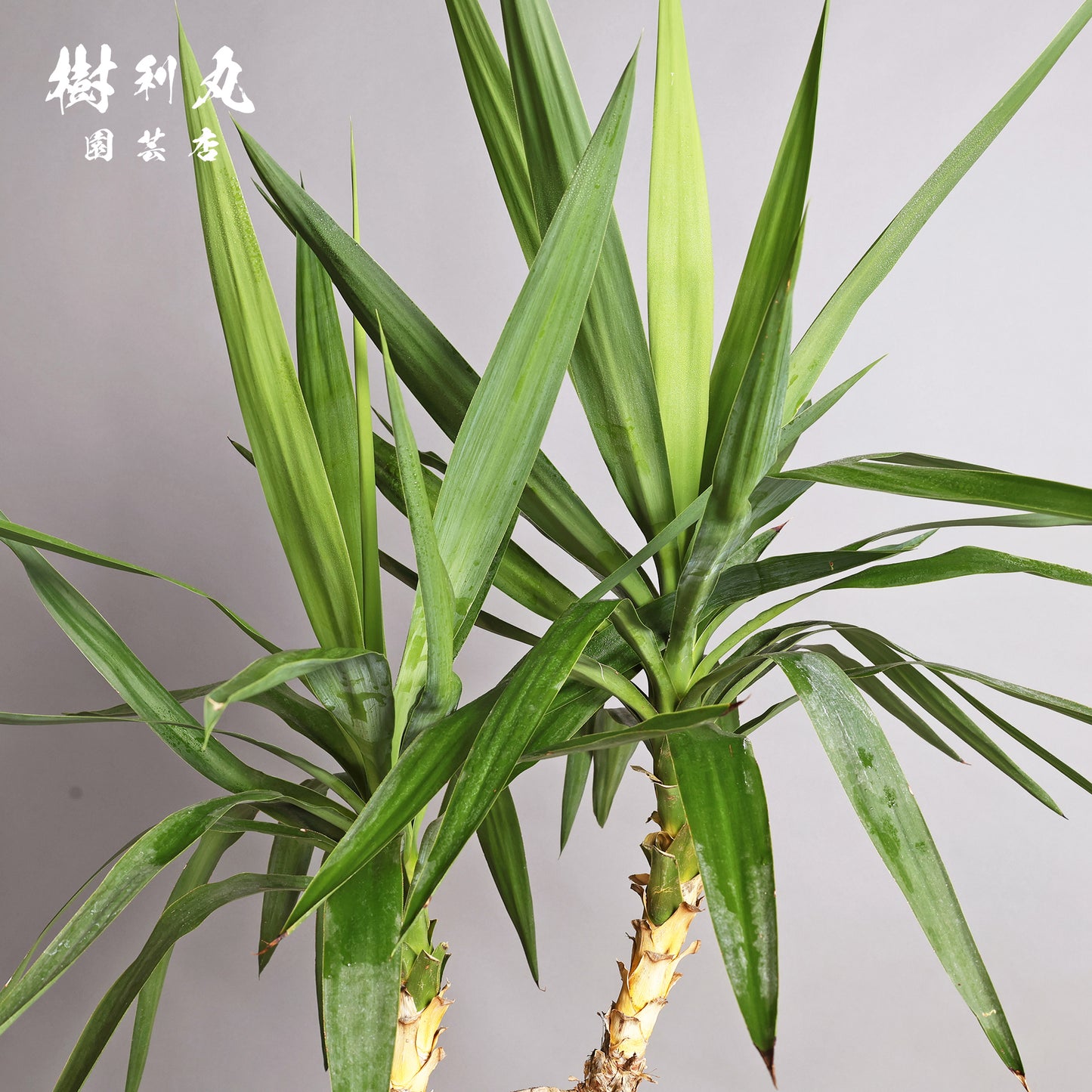 強く、簡素であれ - ユッカ