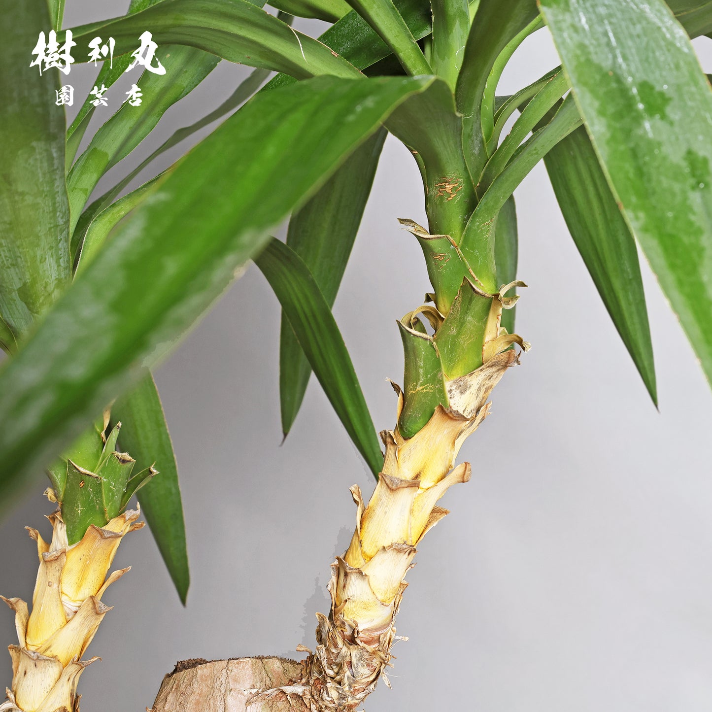 強く、簡素であれ - ユッカ