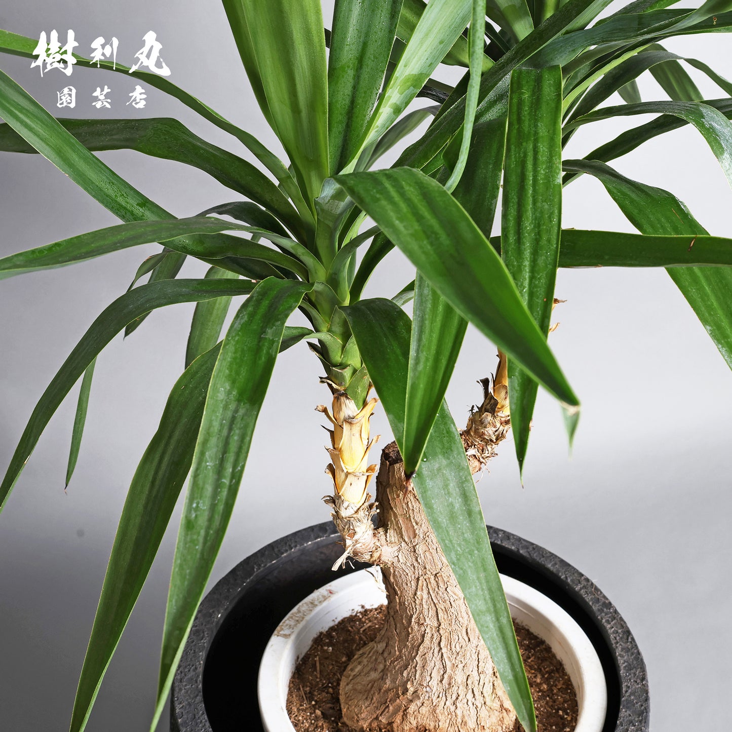 強く、簡素であれ - ユッカ