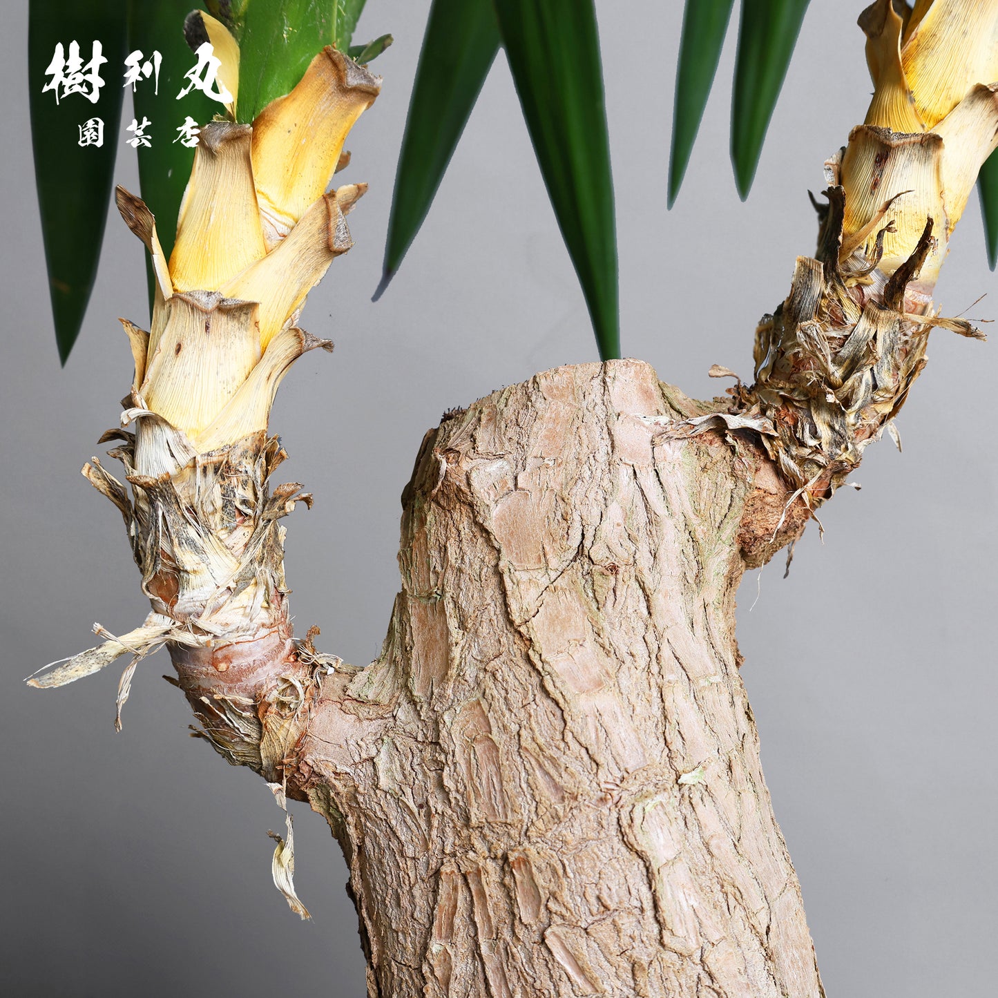 強く、簡素であれ - ユッカ