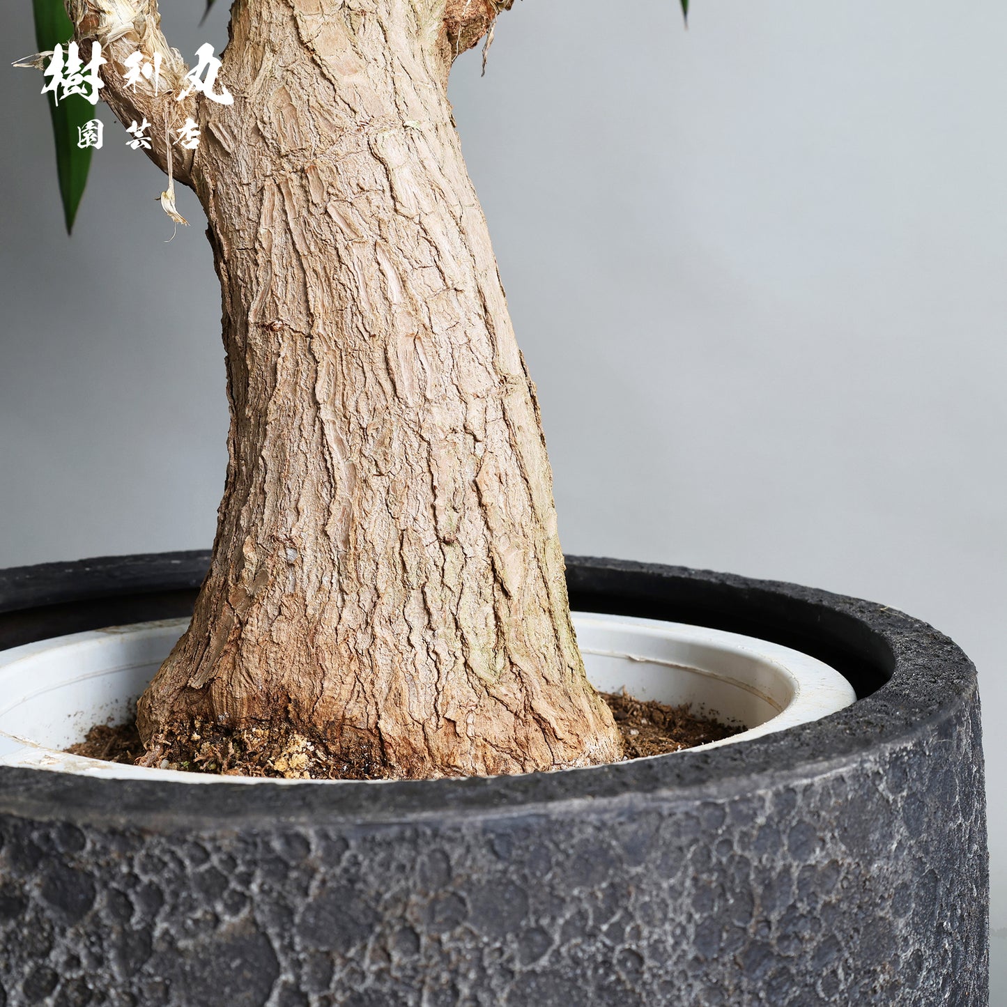 強く、簡素であれ - ユッカ