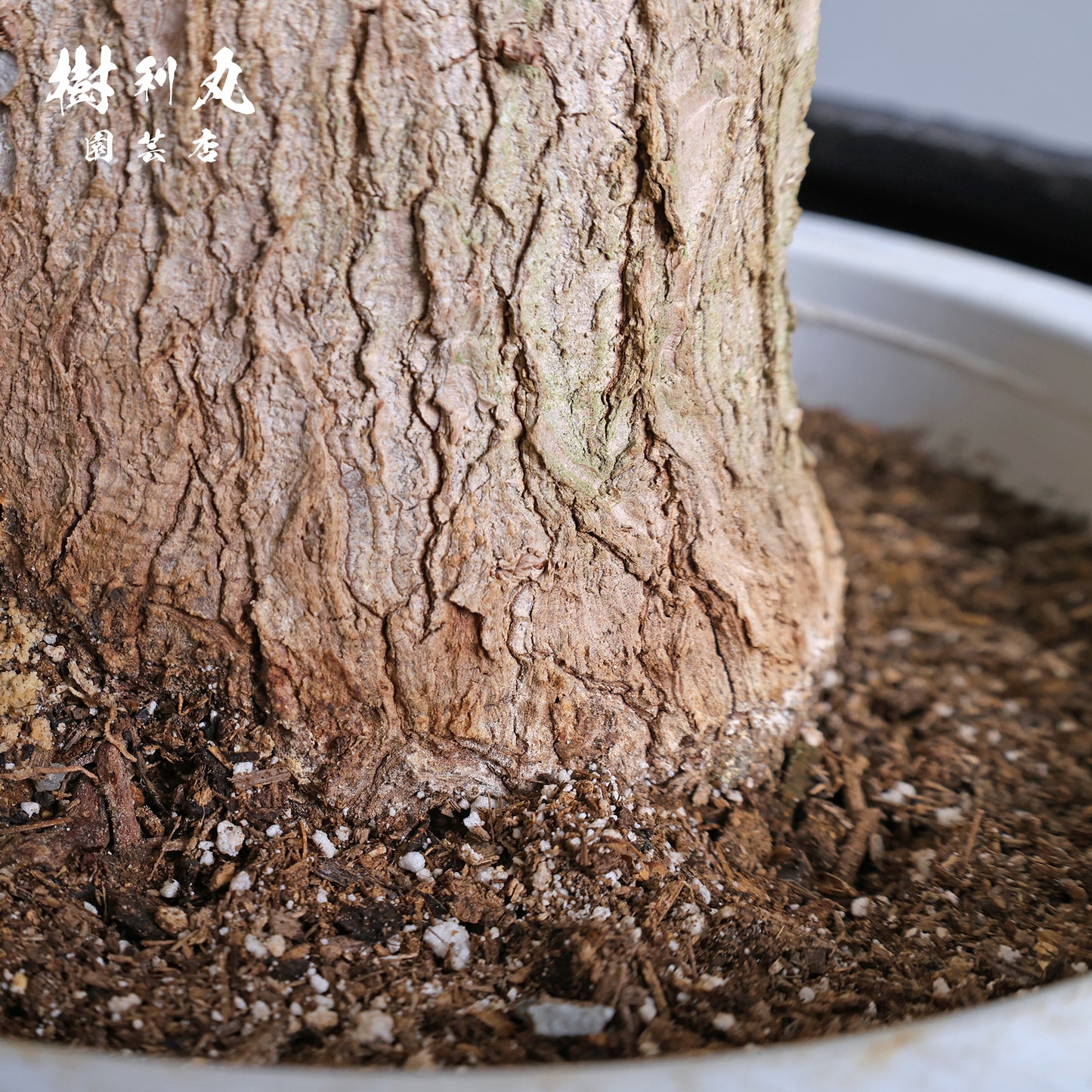 強く、簡素であれ - ユッカ