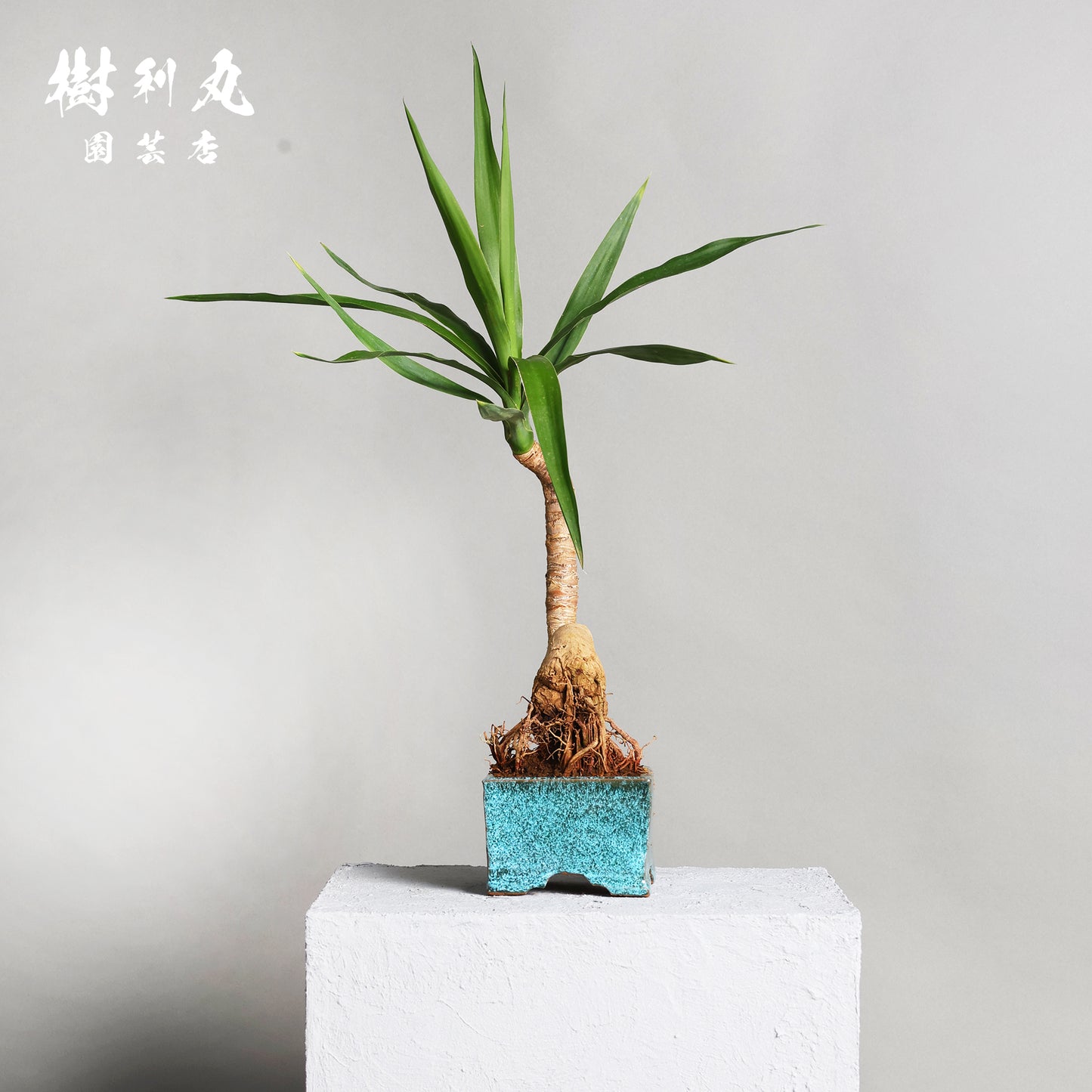 迷いの中でも、真っすぐ - ユッカ