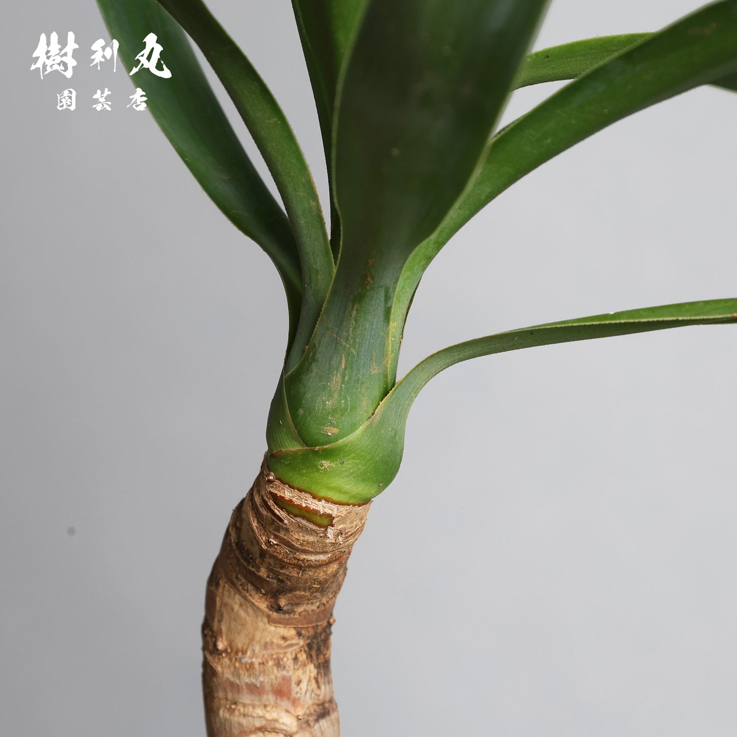 迷いの中でも、真っすぐ - ユッカ