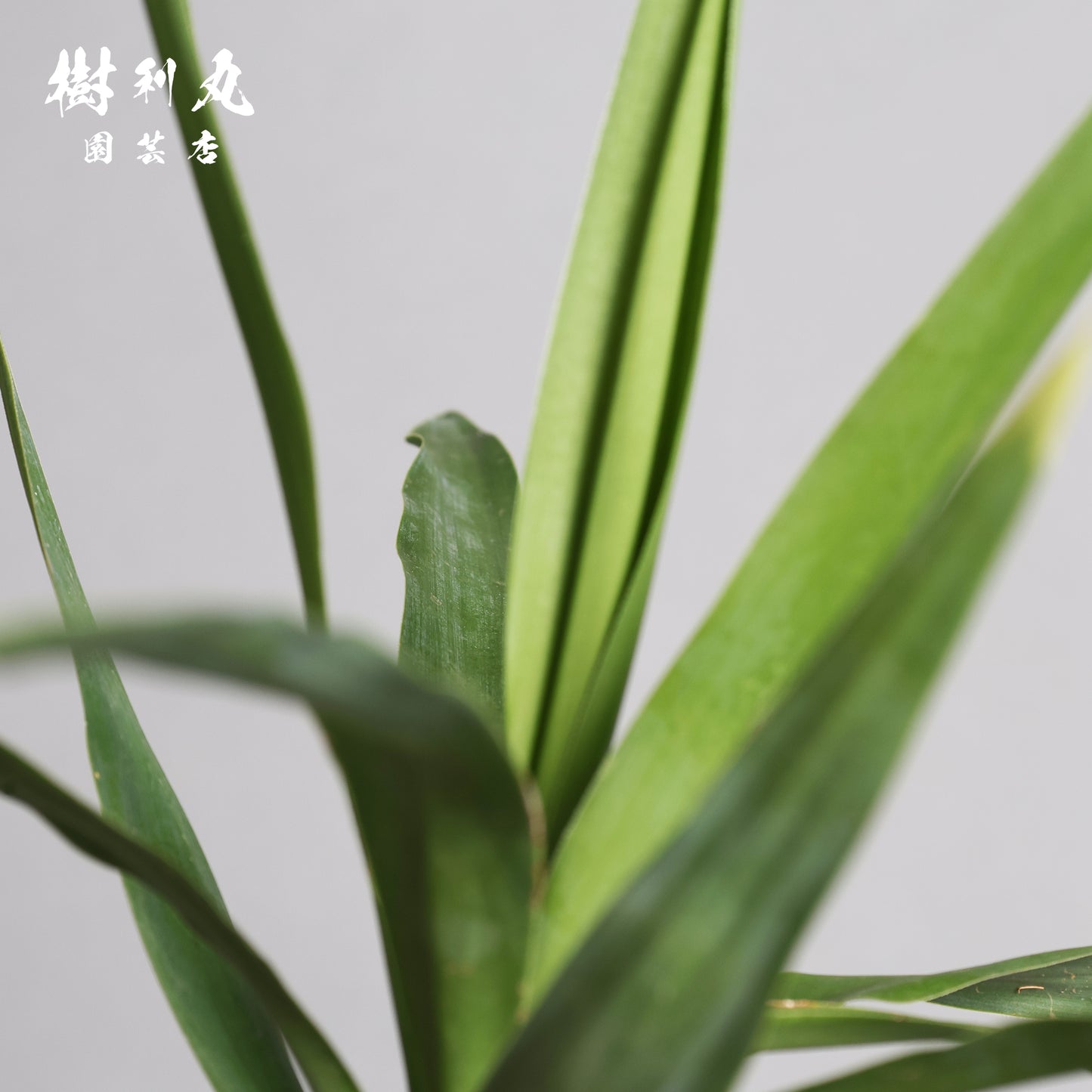 迷いの中でも、真っすぐ - ユッカ