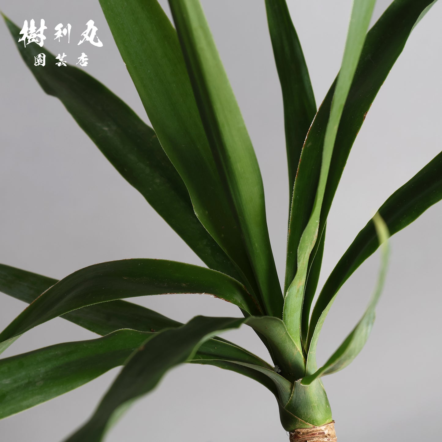 迷いの中でも、真っすぐ - ユッカ