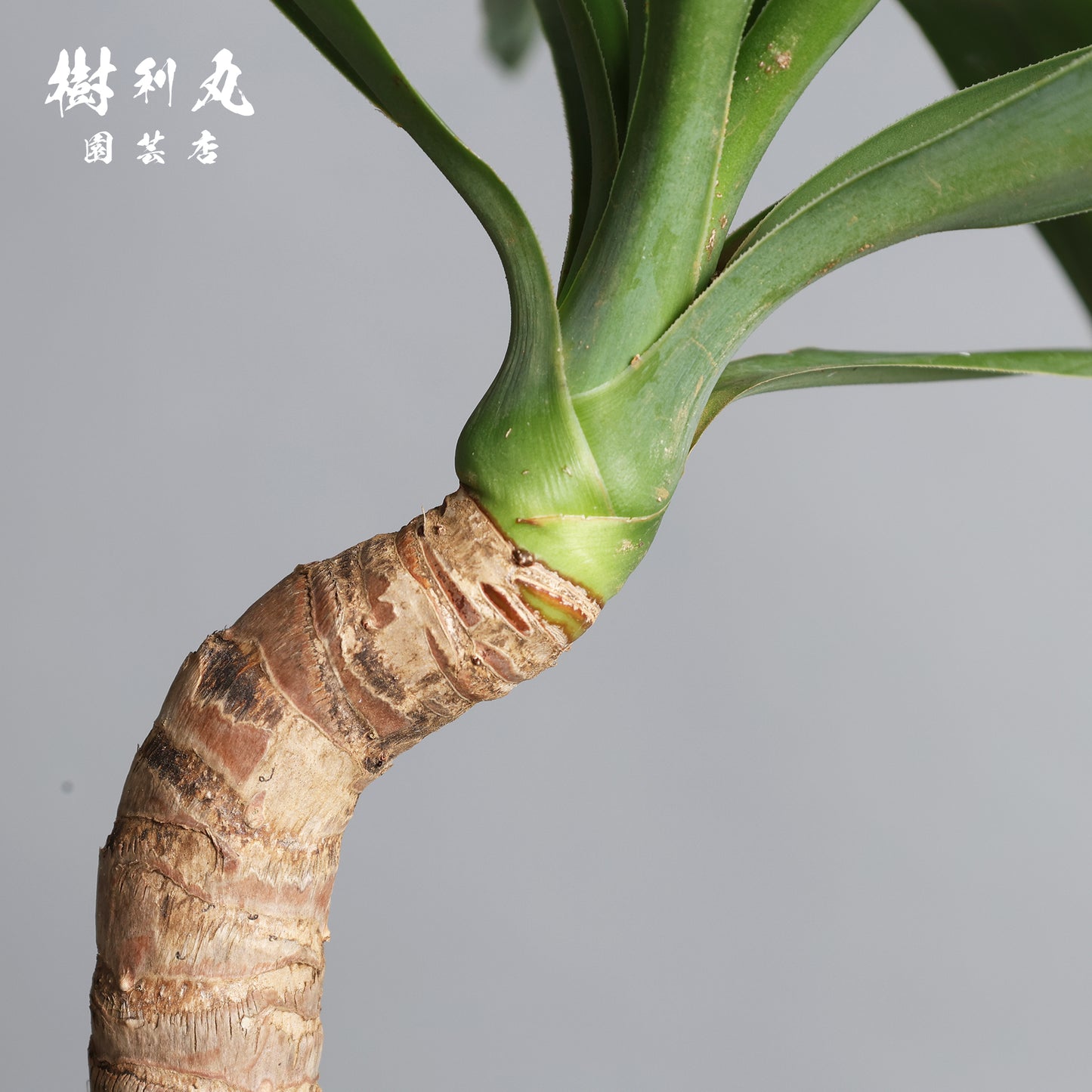 迷いの中でも、真っすぐ - ユッカ