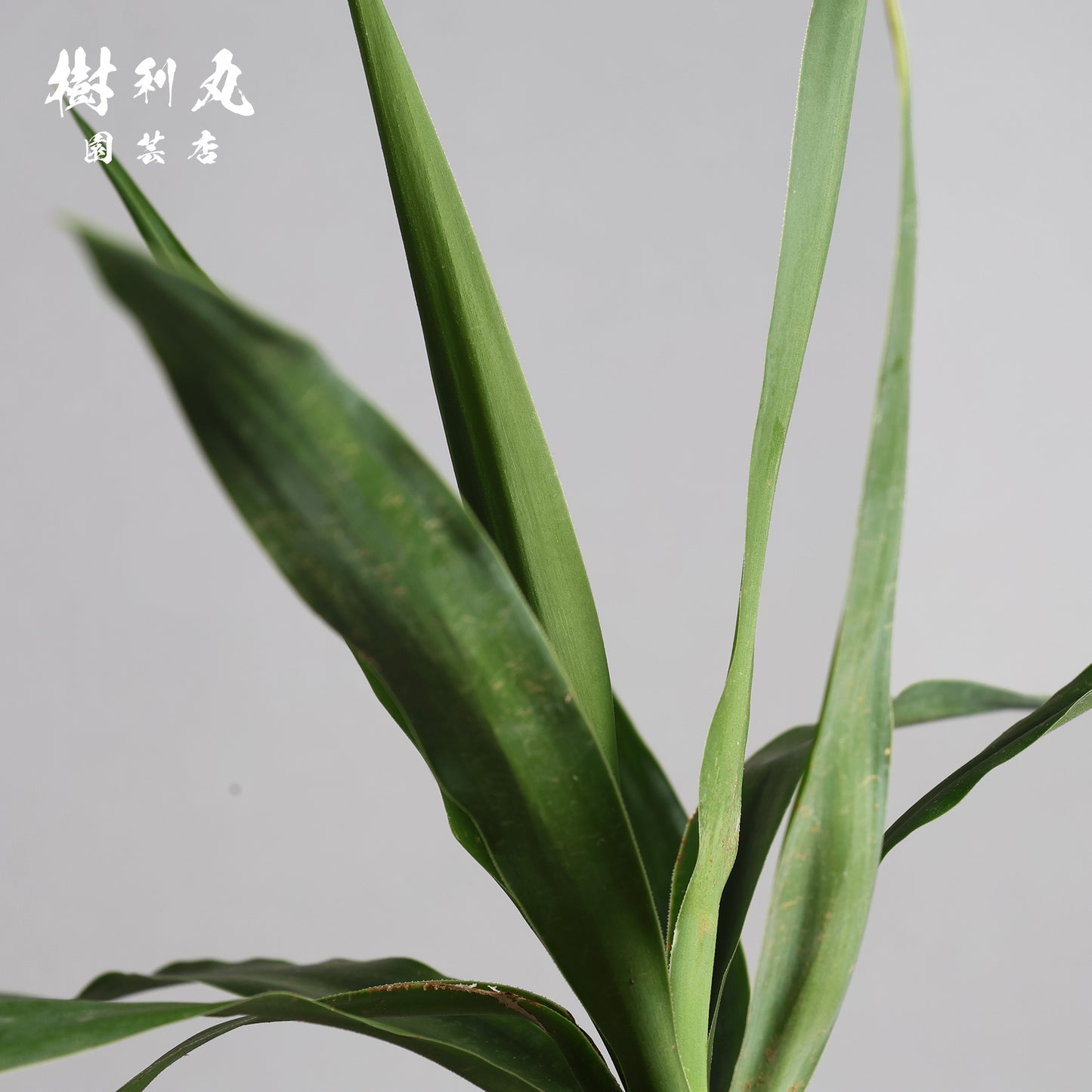 迷いの中でも、真っすぐ - ユッカ