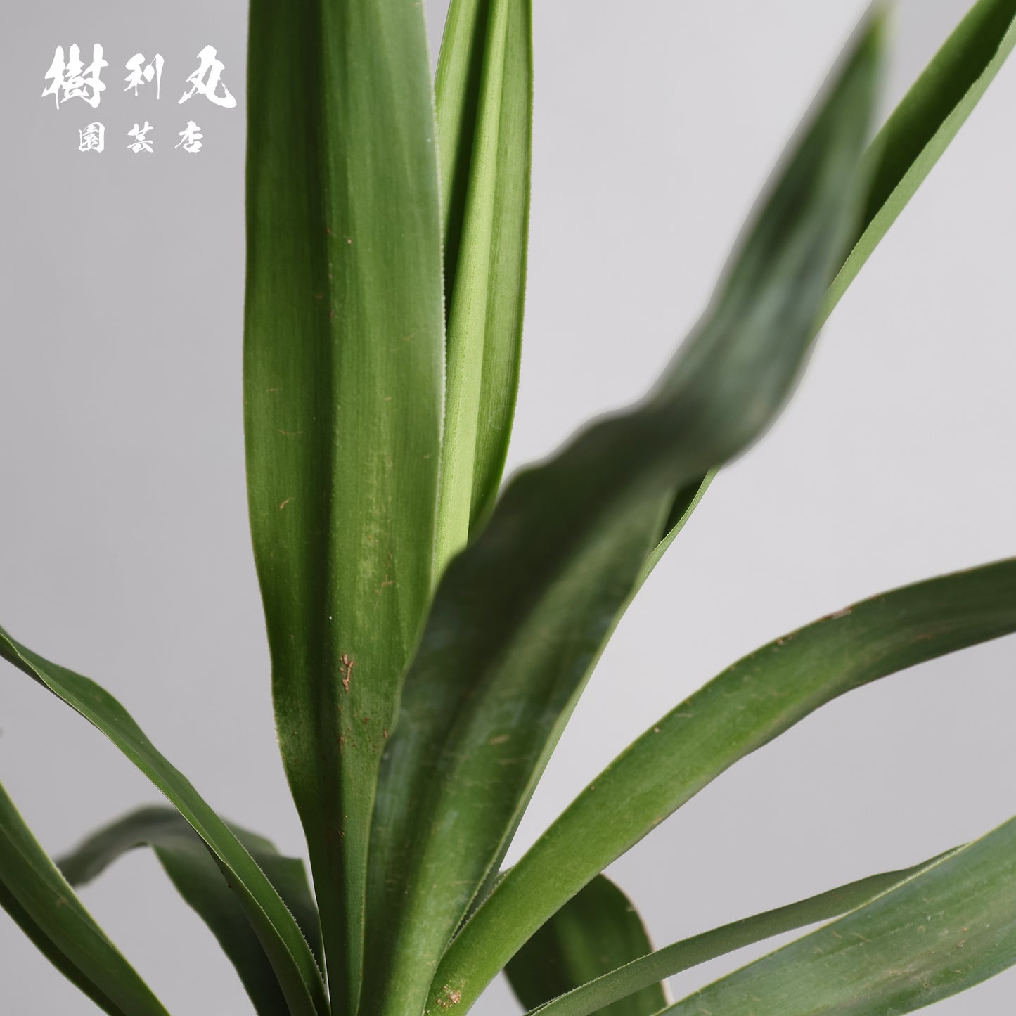 迷いの中でも、真っすぐ - ユッカ