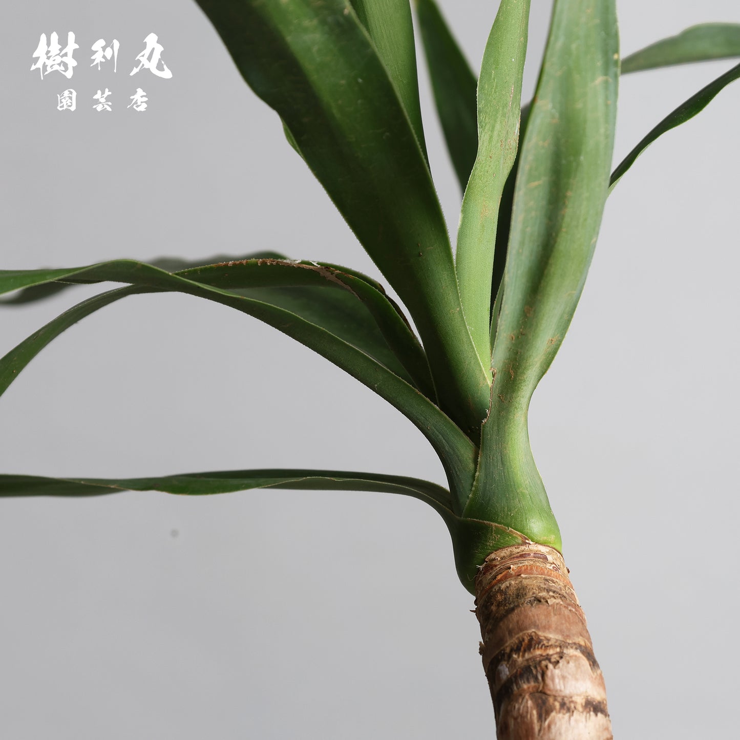 迷いの中でも、真っすぐ - ユッカ