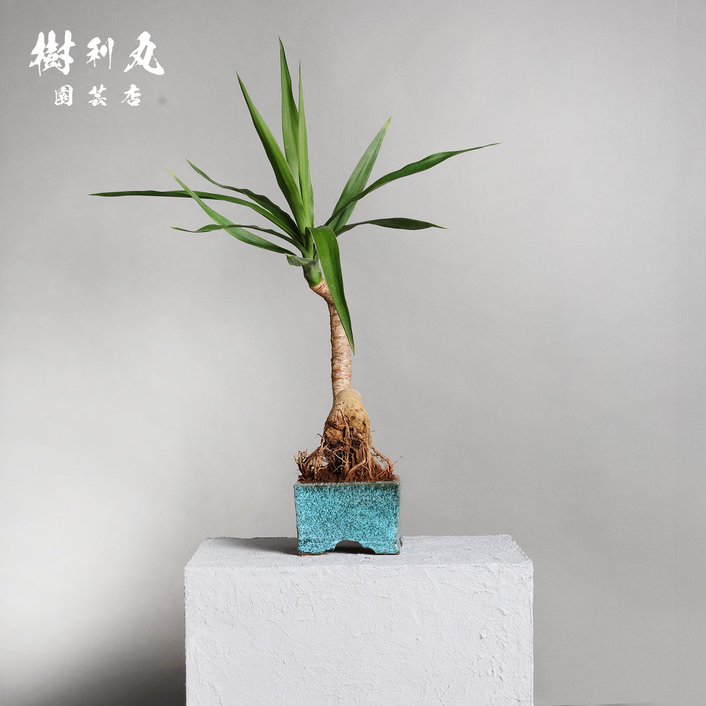 迷いの中でも、真っすぐ - ユッカ