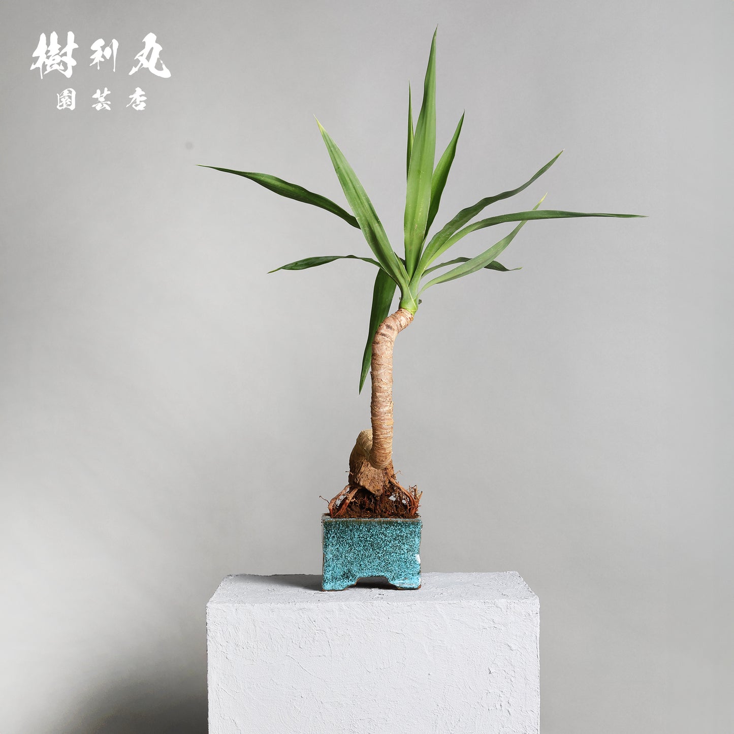 迷いの中でも、真っすぐ - ユッカ