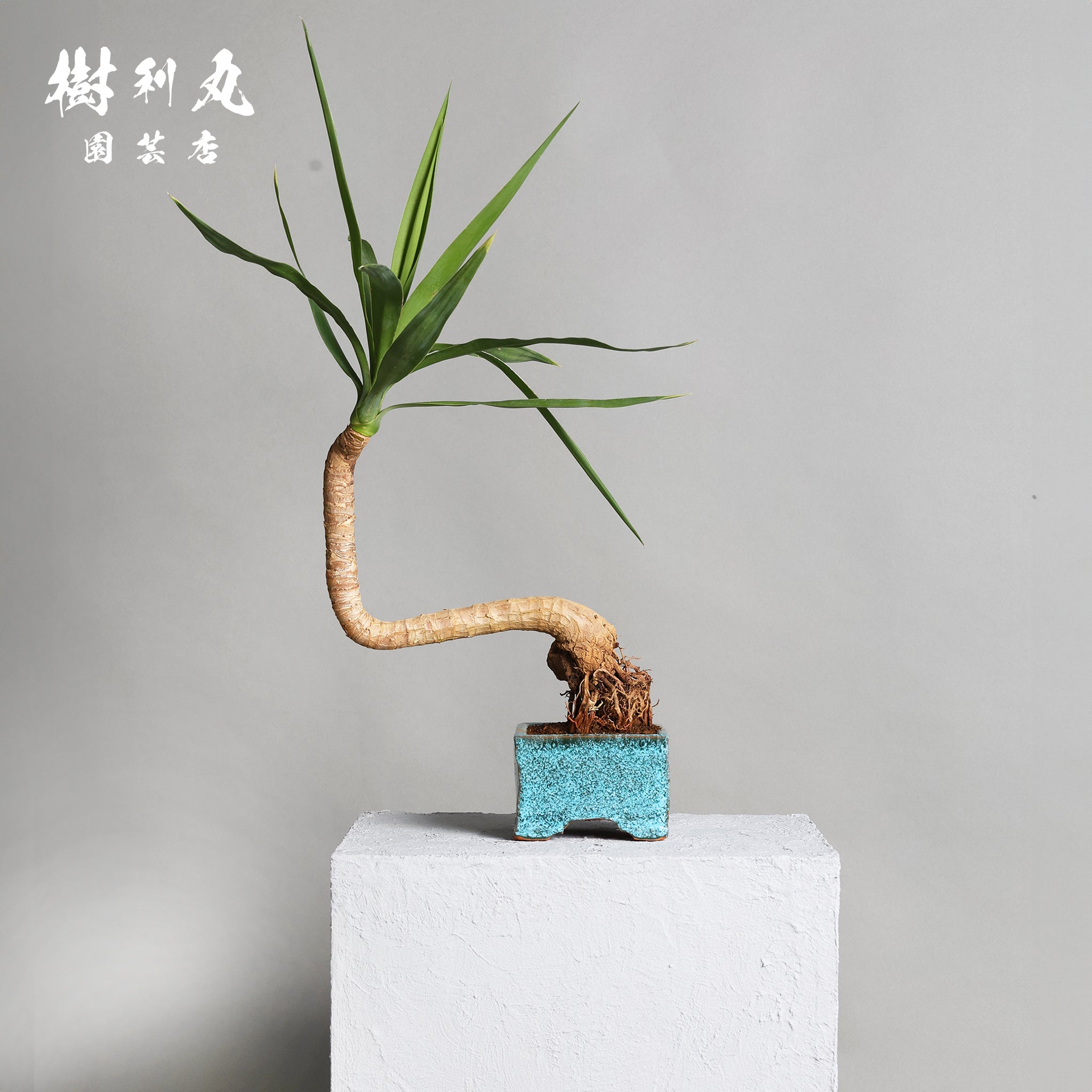 ユッカ – 樹利丸 園芸店