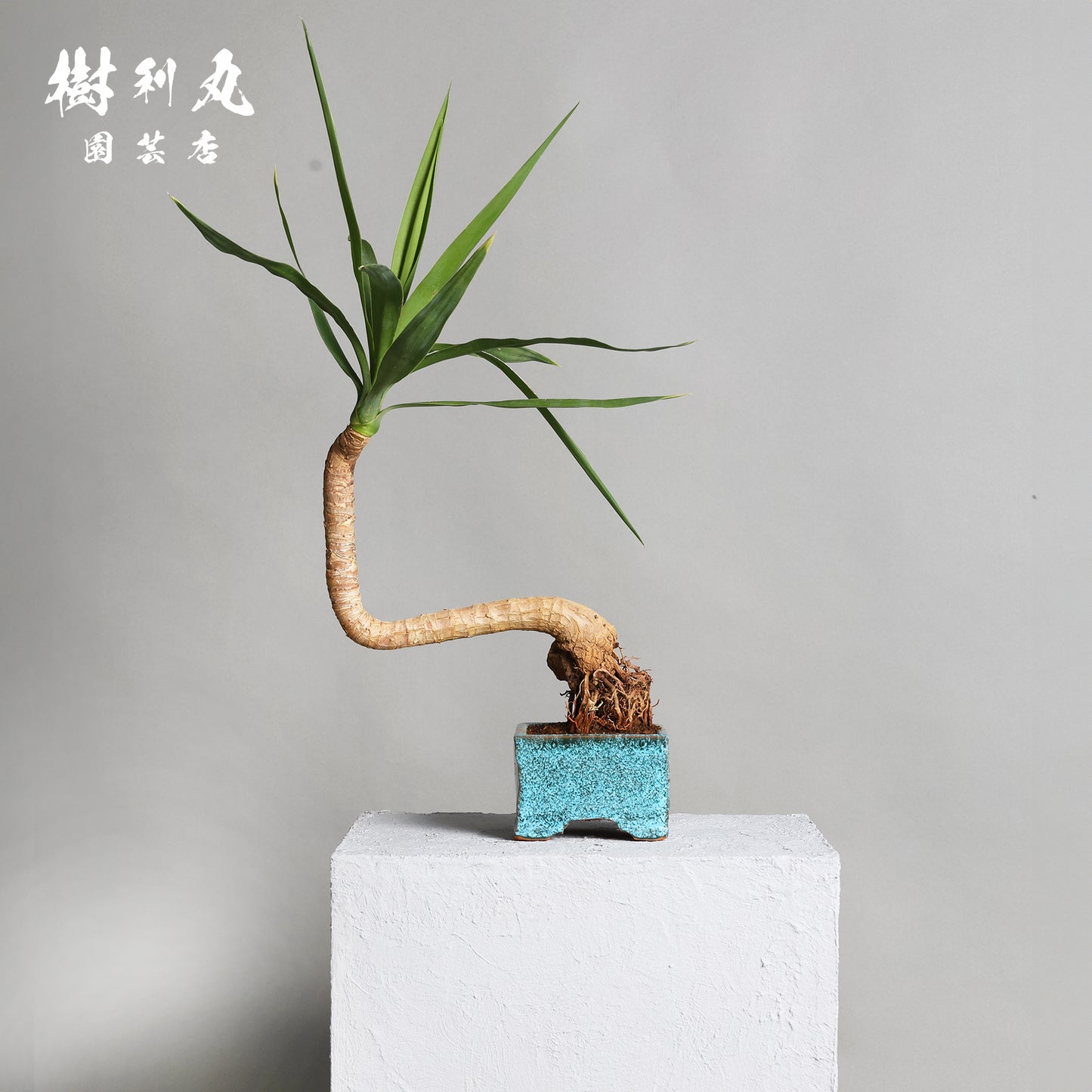 迷いの中でも、真っすぐ - ユッカ